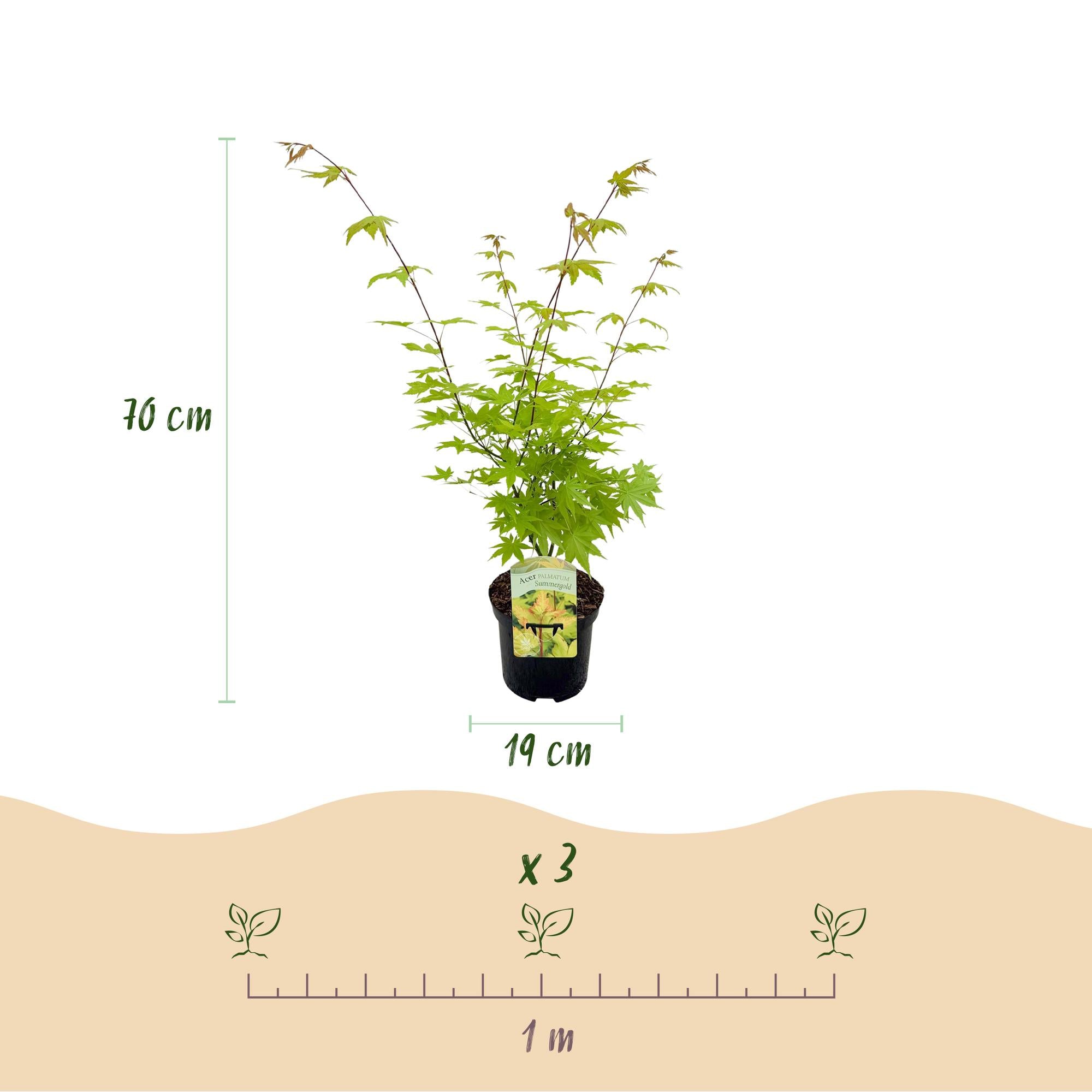 Acer Palmatum 'Summergold' – japansk ahorn, løvfældende – 19 cm potte, 70 cm høj