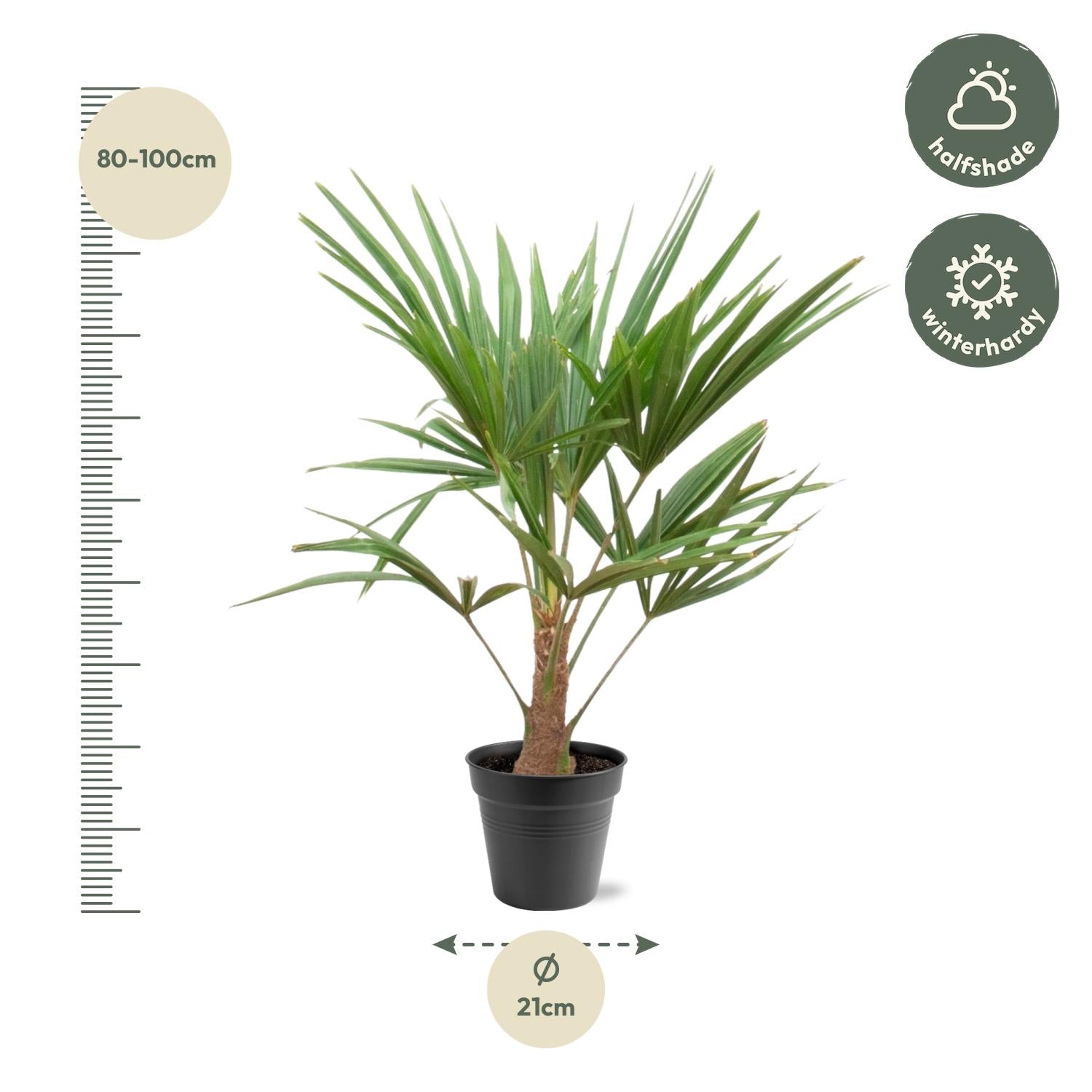 Trachycarpus fortunei – robust, hårdfør palme, 21 cm potte, 90-100 cm højde