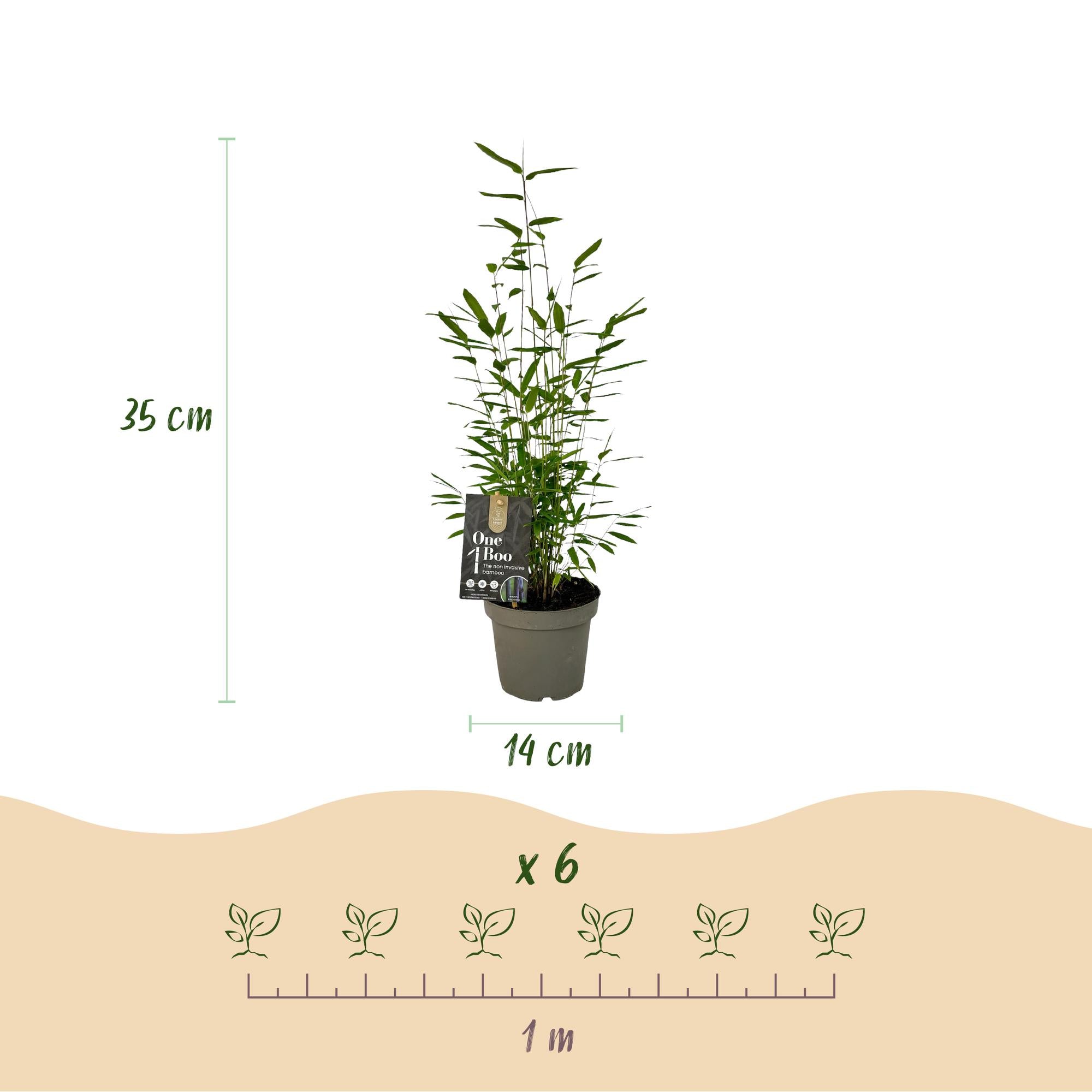 Fargesia 'Black Dragon' – klumpet bambus, 14 cm potte, 35 cm høj