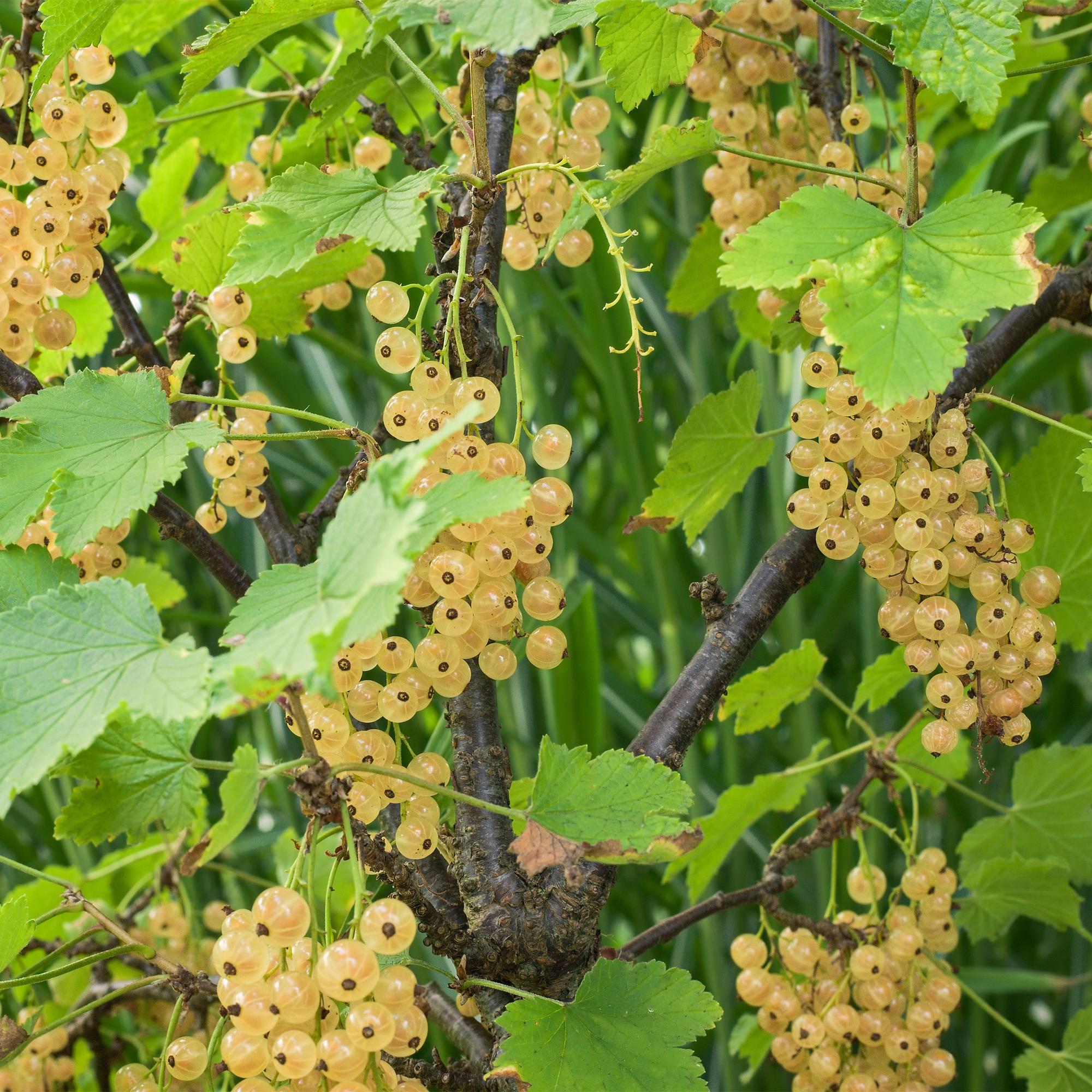 Solbær “White Pearl” – hvide bær, 2 planter, ca. 40 cm høje