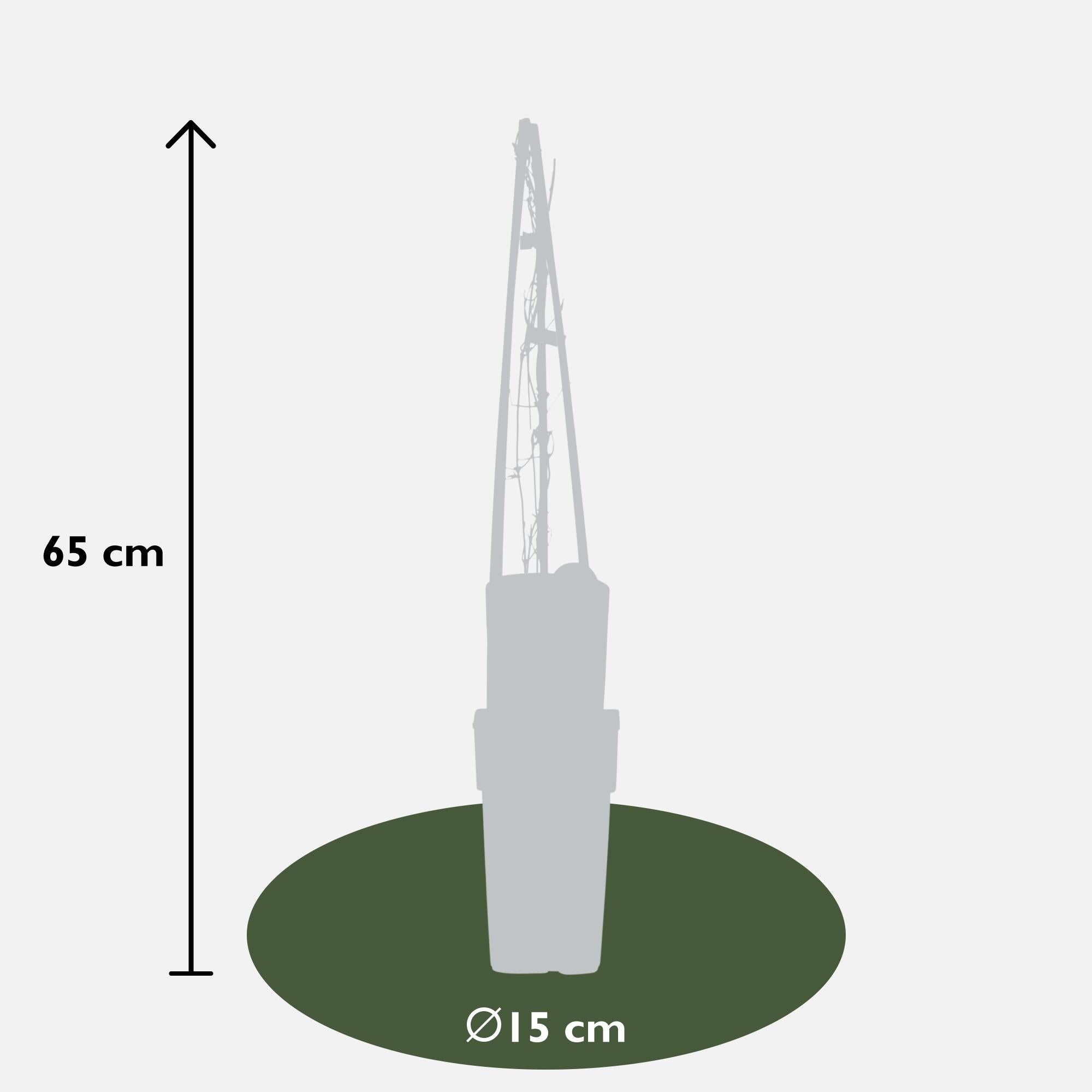 Clematis 'Warszawska Nike' – dybe violette blomster, 15 cm potte, 65 cm højde