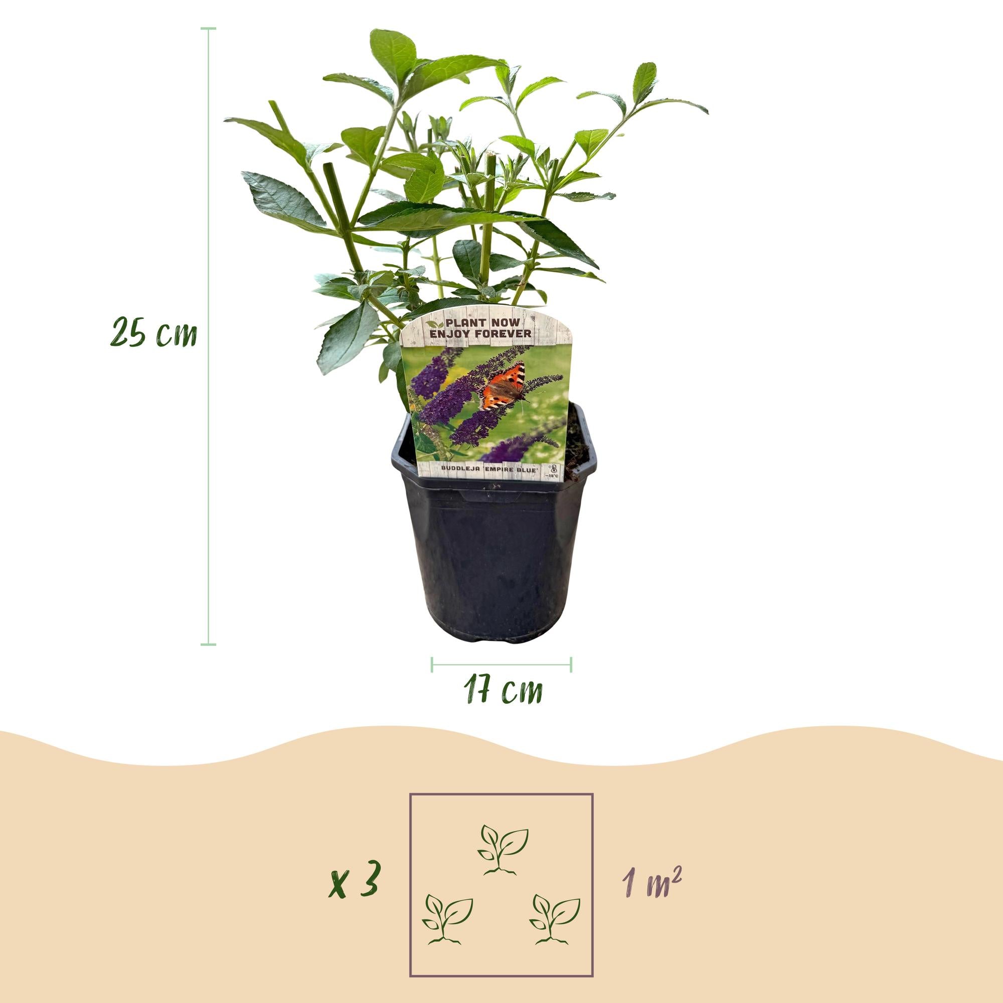 Sommerfuglebusk 'Empire Blue' – blå blomster, 1 plante, 17 cm potte, 25 cm høj