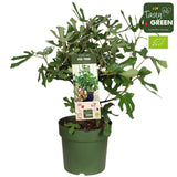 Figentræ “Little Miss Figgy” (Ficus carica) Økologisk – 23 cm potte, ca. 50 cm høj