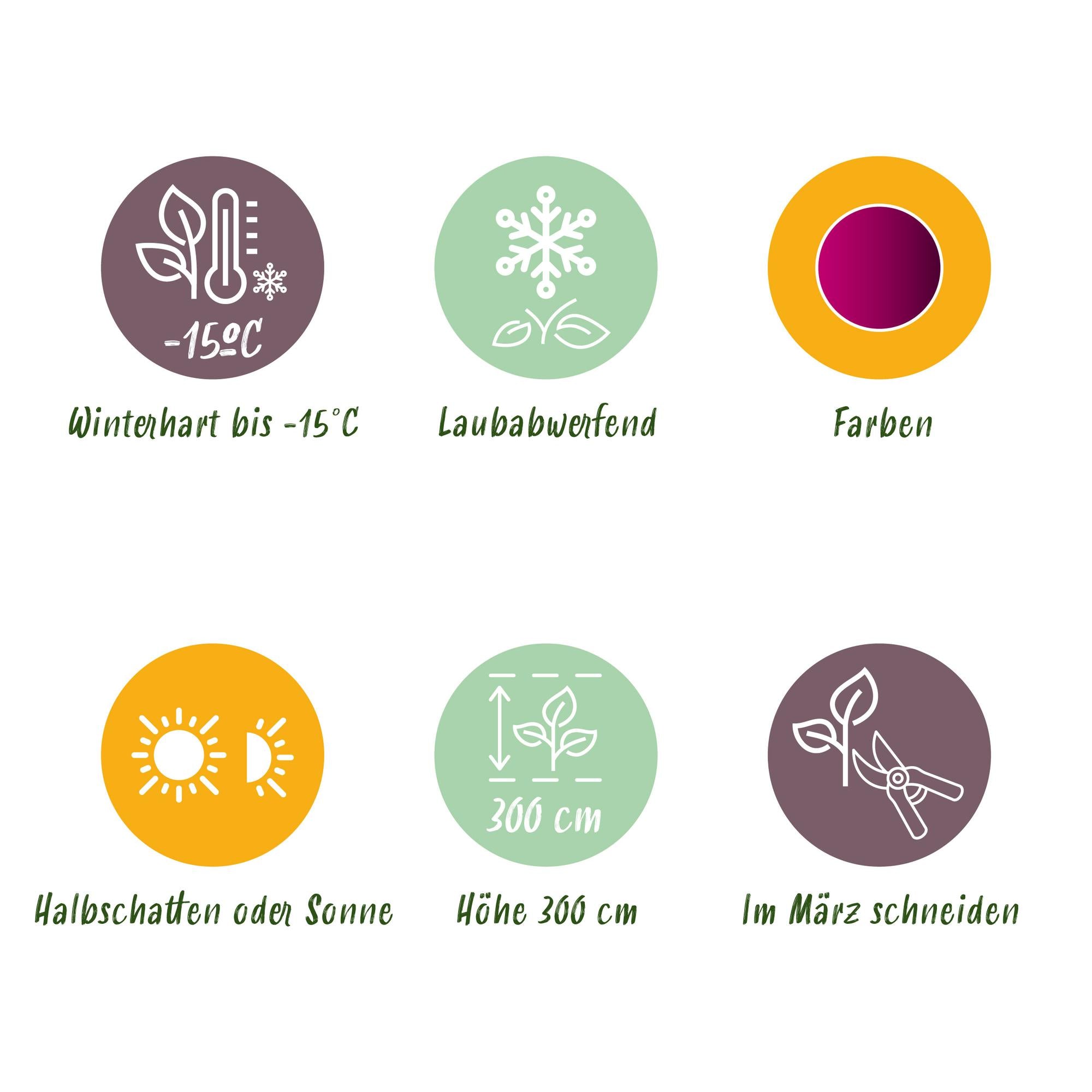 Japansk ahorn – sort 'Atropurpureum', lilla, løvfældende, 19 cm potte, 70 cm højde