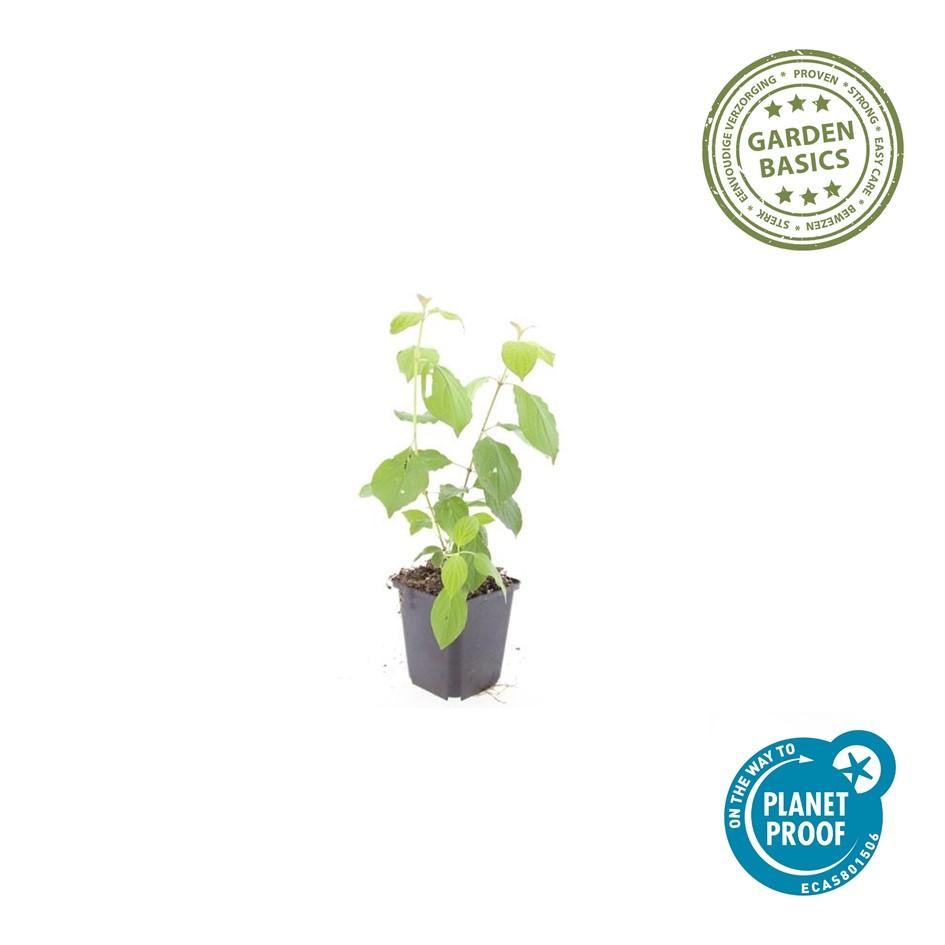 12x Cornus sang. 'Midvinterild' - ↕10-25cm - Ø9cm