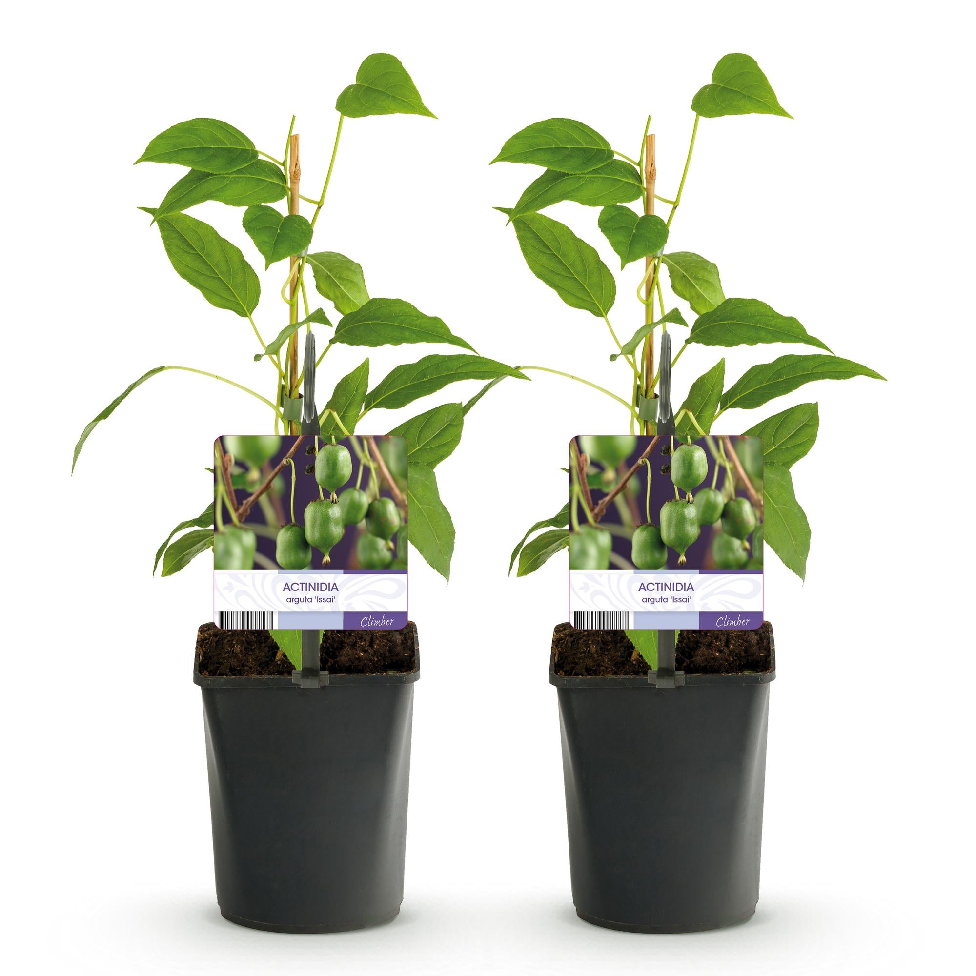 Mini kiwi “Issai” – Actinidia arguta, 2 planter, 11 cm potte, ca. 40 cm højde