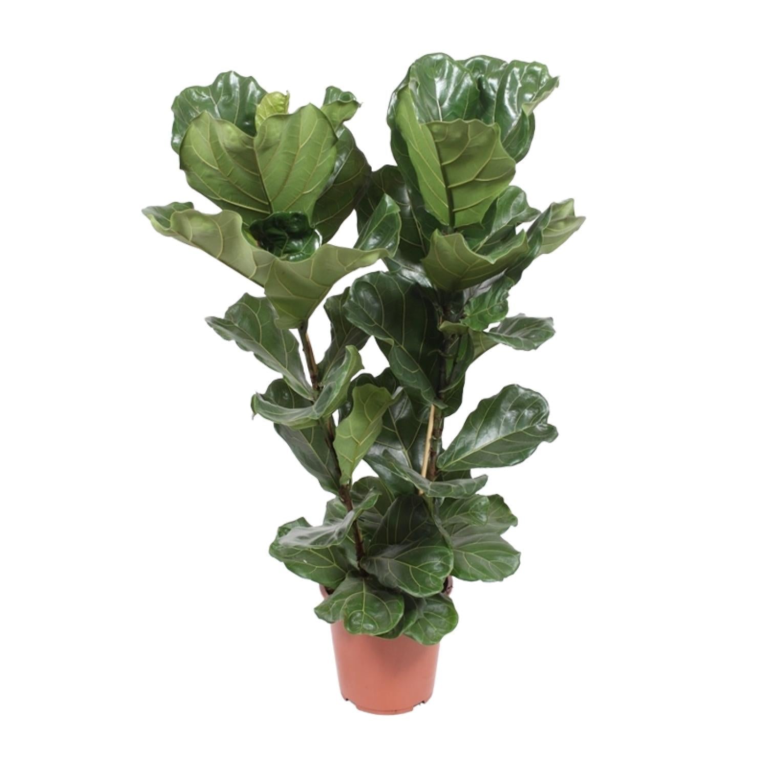 Ficus Lyrata – Violinbladfigen – 30-130 cm