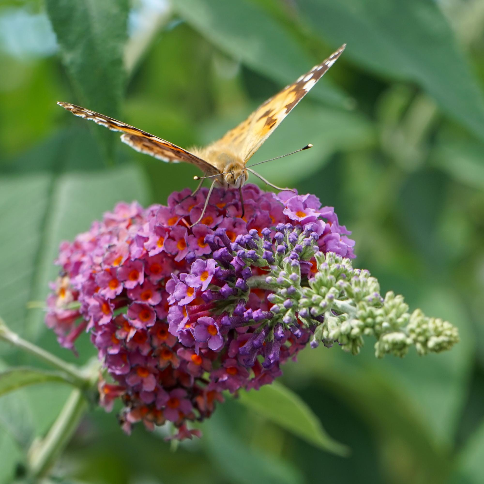 Buddleja davidii ‘Flower Power’ – laubabwerfender Schmetterlingsstrauch, 17 cm Topf, 30 cm Höhe