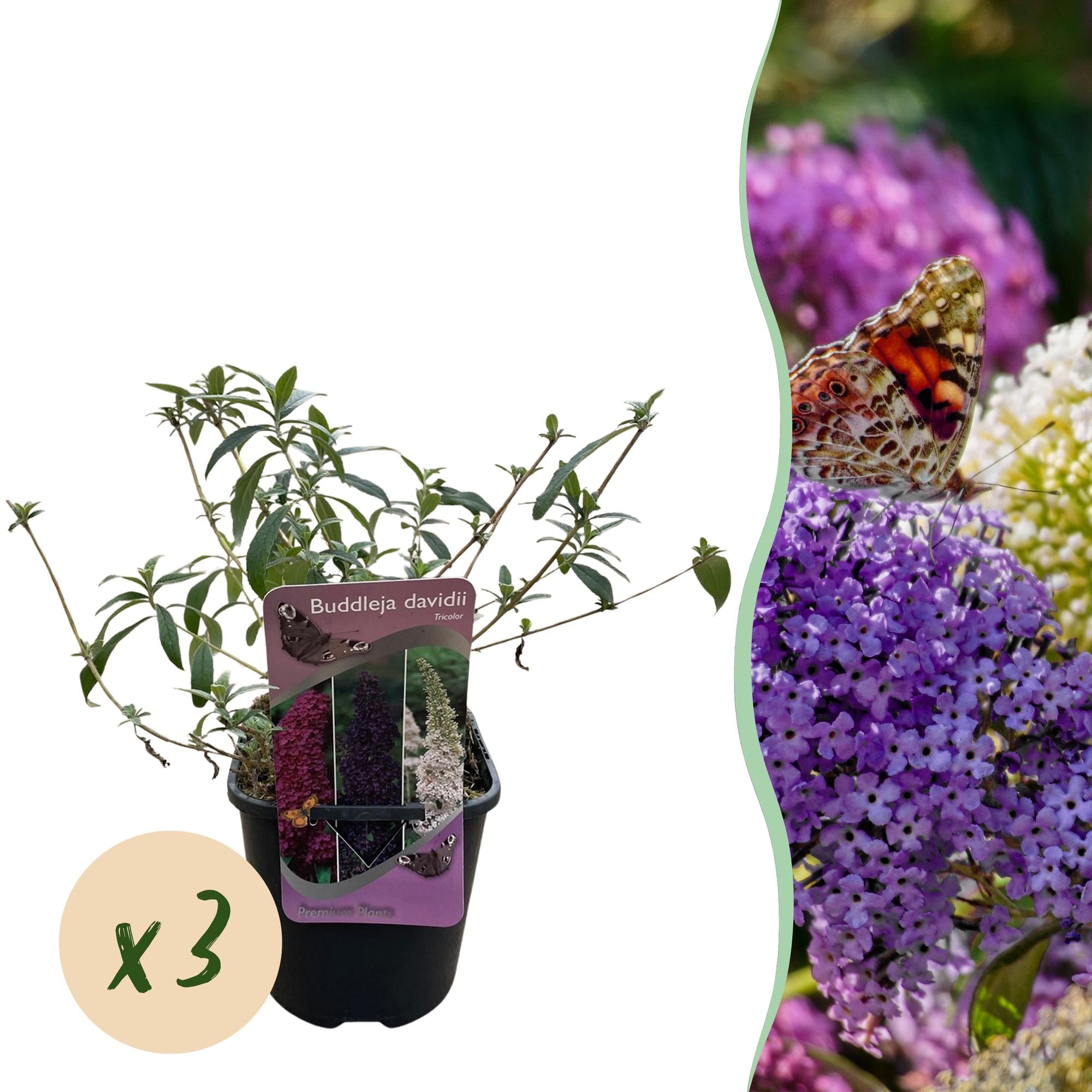 Sommerfuglebusk 'Tricolour' – blomster i pink, hvid og lilla, tiltrækker sommerfugle, 3 planter, 17 cm potte