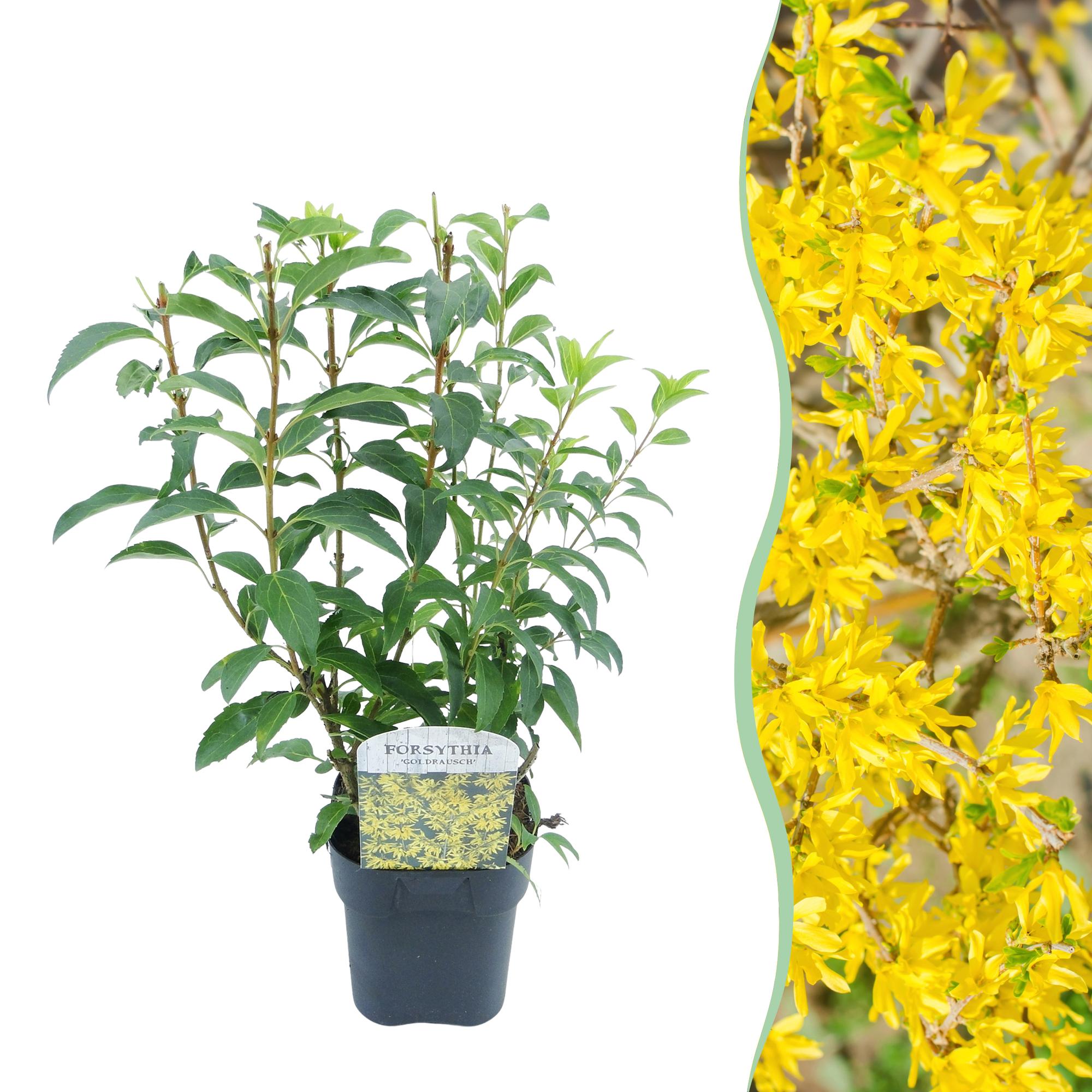 Forsythia 'Goldrauch' – gulblomstrende busk, 1 plante, 17 cm potte, 45 cm høj
