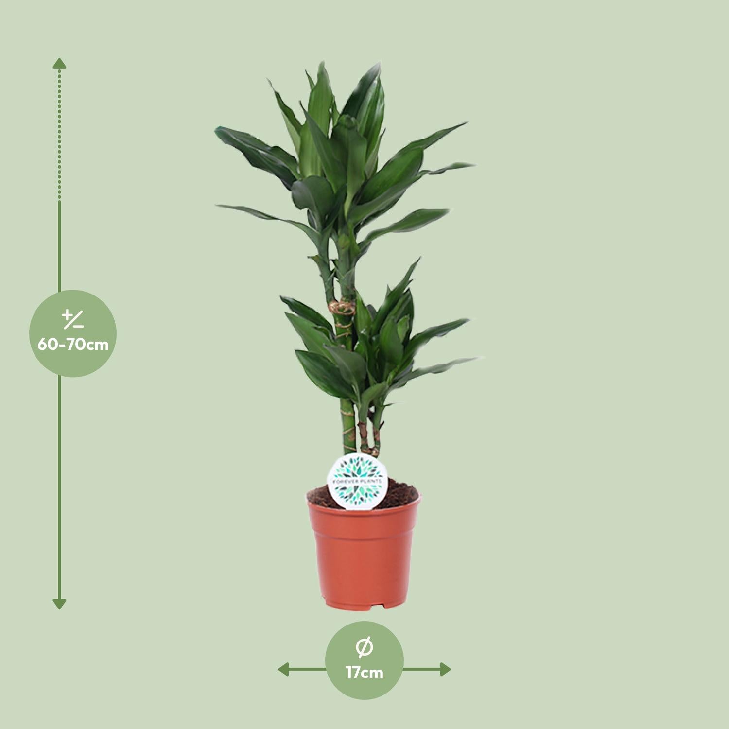 Dracaena Janet Lind – Drachenbaum - 70-130 cm