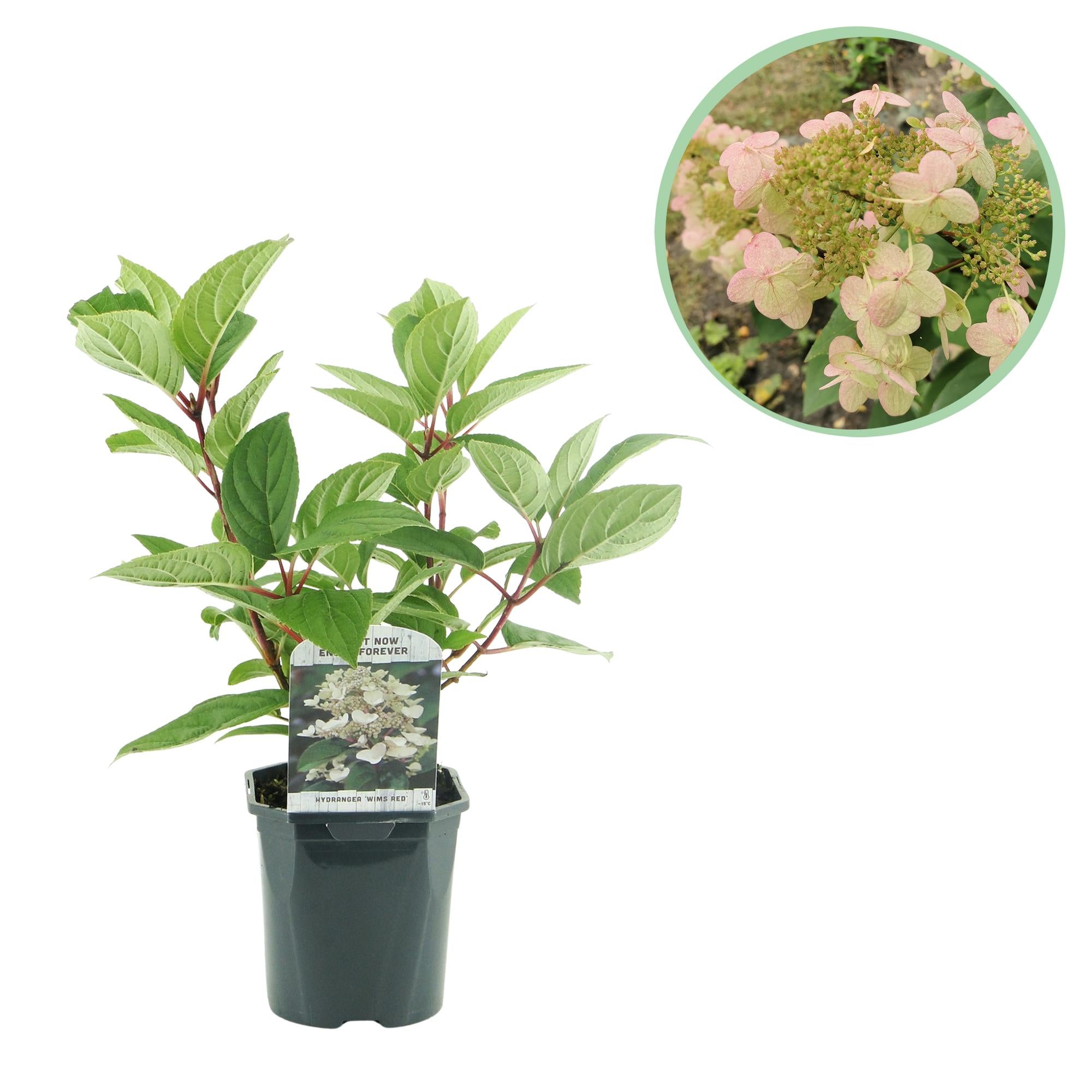 Panicle hydrangea 'Wims Red' – large, two-tone flowers (white-red), 17 cm pot, 50 cm tall