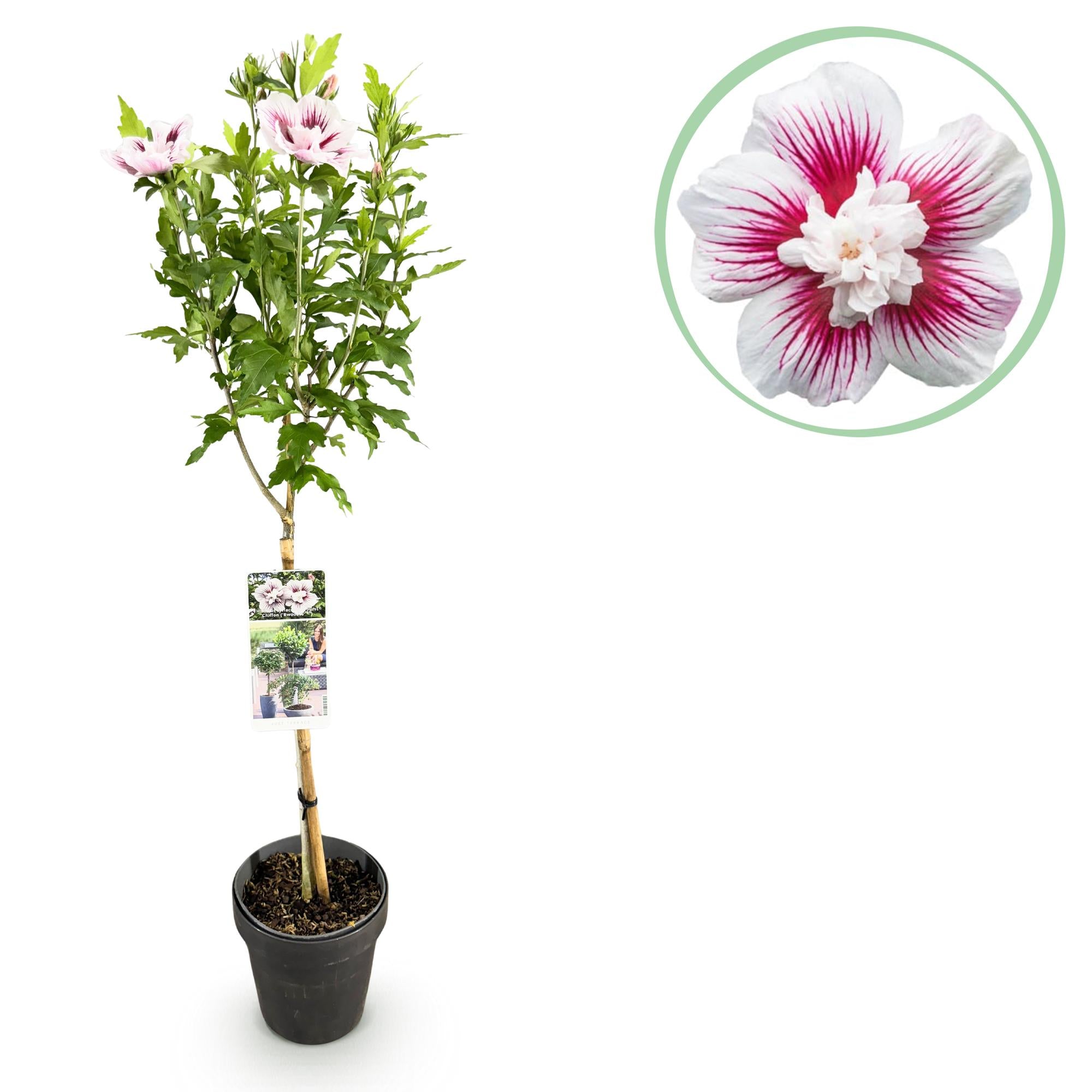Starburst Chiffon® Hibiscus – løvfældende standardplante, 19 cm potte, 90 cm høj