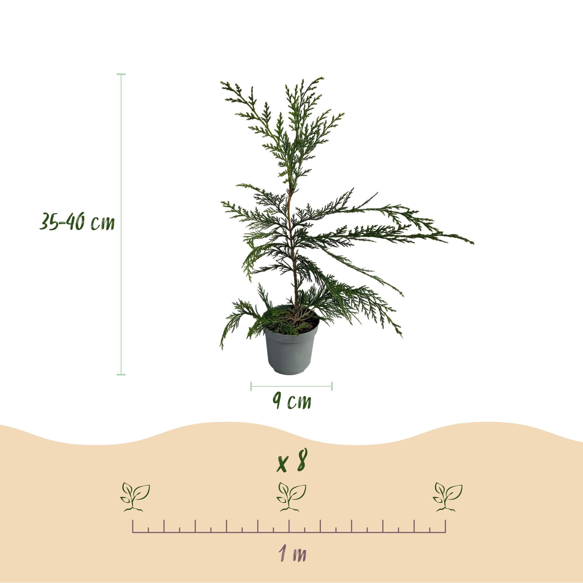 Leyland cypress (Cupressocyparis leylandii) – 8 plants = 1 m hedge, 35–40 cm, evergreen
