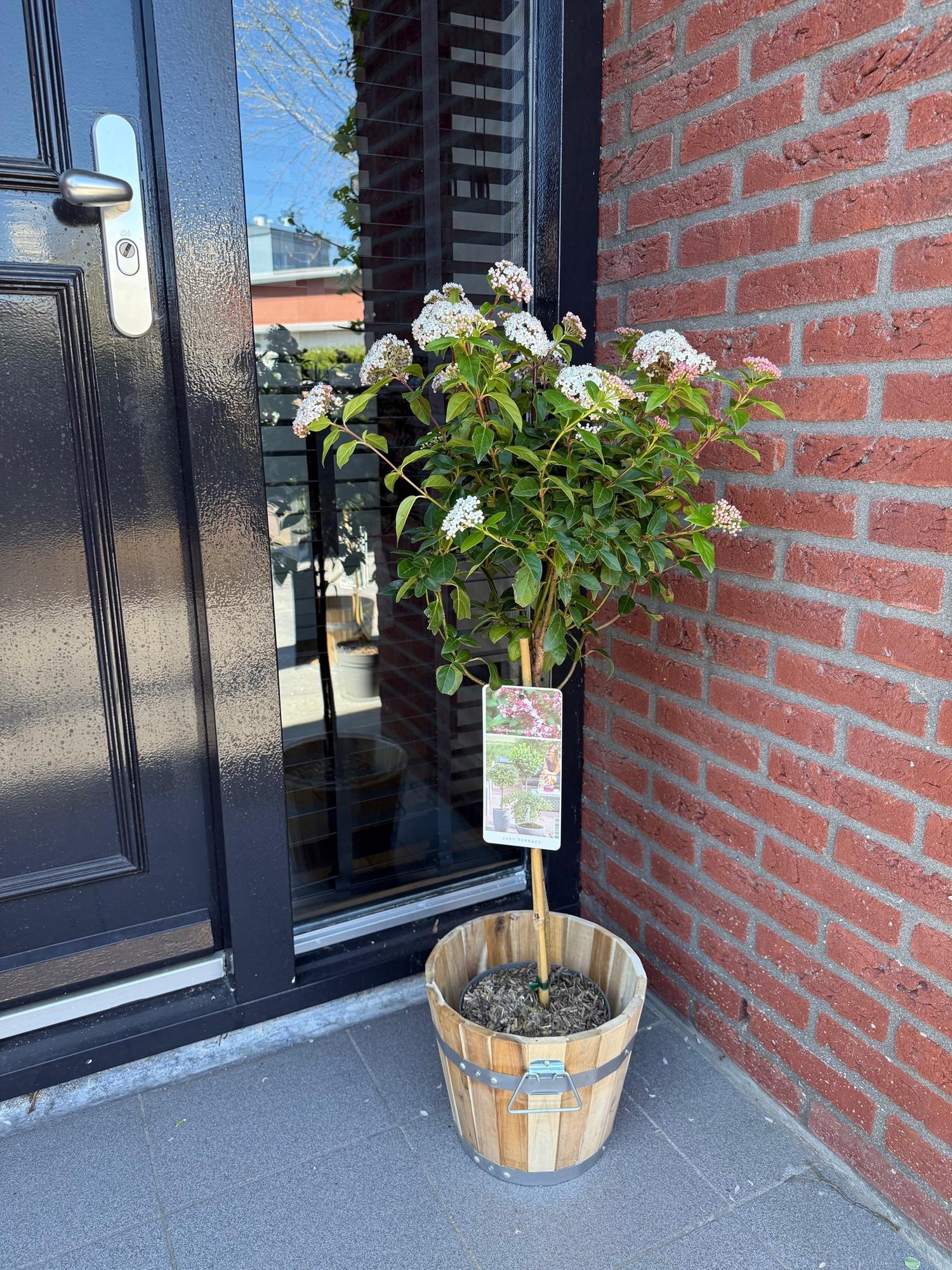 Viburnum tinus 'Eve Price' standard – terrasseplante, hårdfør, 19 cm potte, 90 cm høj