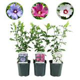 Hibiscus Tricolour – trefarvede blomster, 3 planter i en 17 cm potte, 45 cm højde