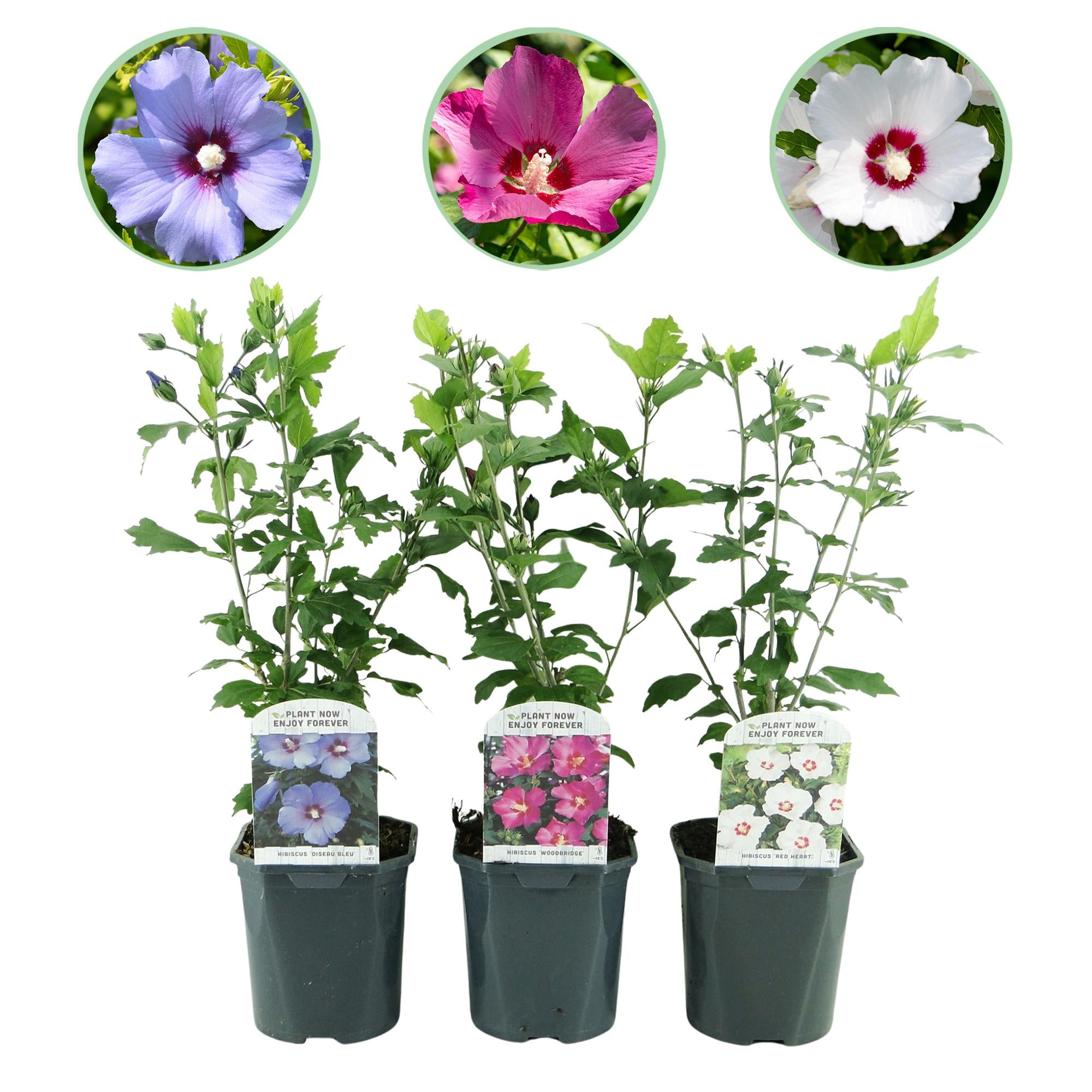 GreenboutiQ - Buske - Hibiscus syriacus Tricolour - Blomster: Pink, Hvid og Blå - 3 Planter - Løvfældende - Lav Vedligeholdelse - Potte 17cm, Højde 45cm