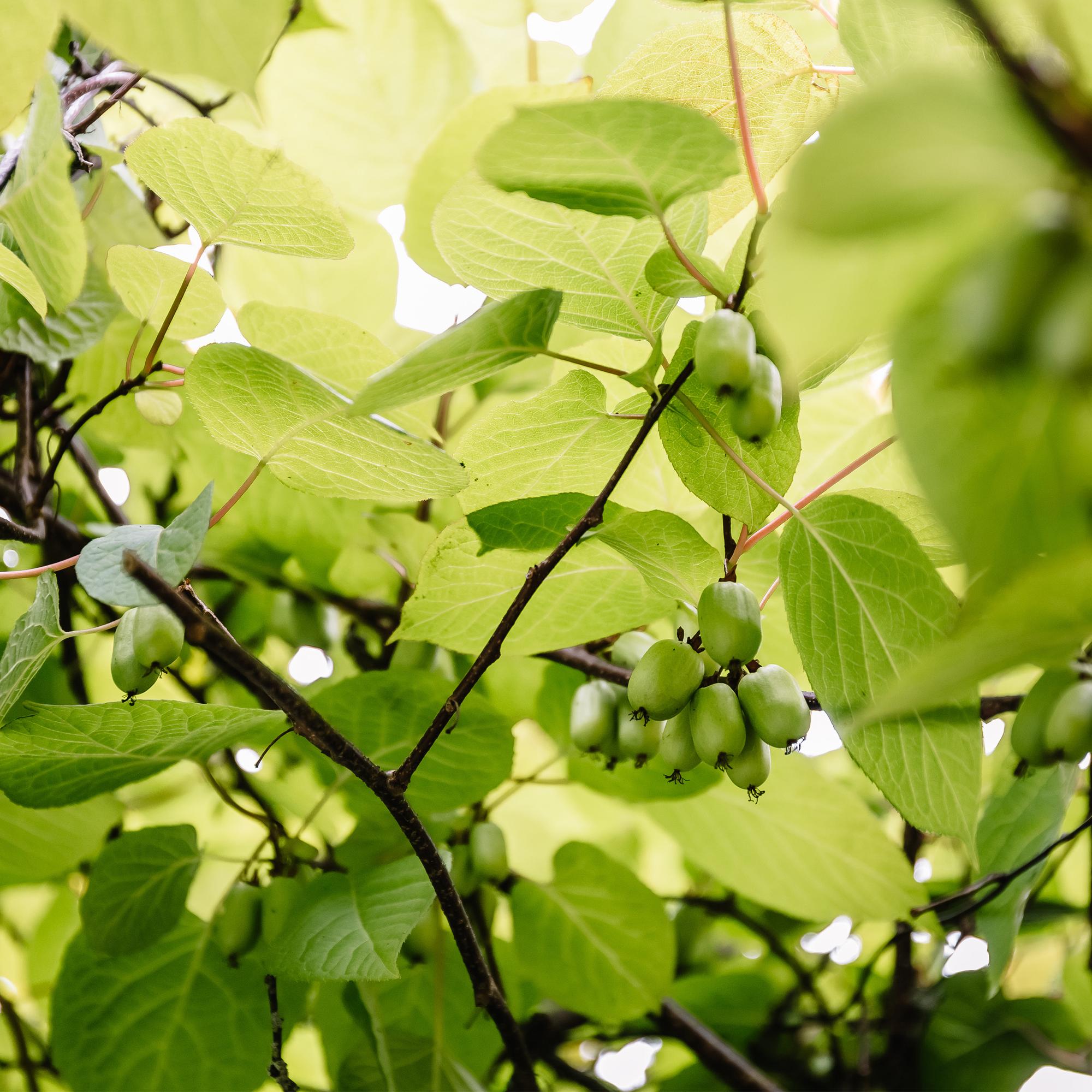 Mini kiwi “Issai” – Actinidia arguta, 2 planter, 11 cm potte, ca. 40 cm højde