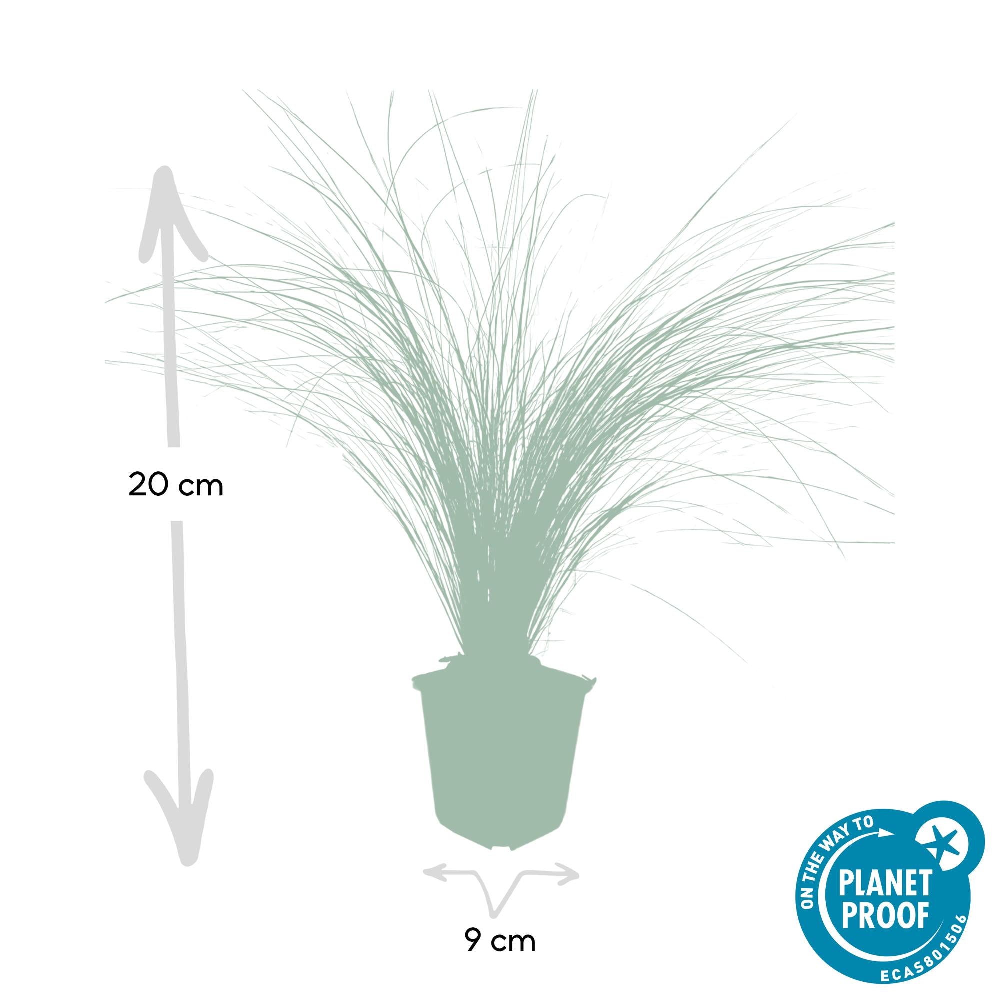 6x Stipa tenuissima 'hestehaler' - ↕10-25cm - Ø9cm