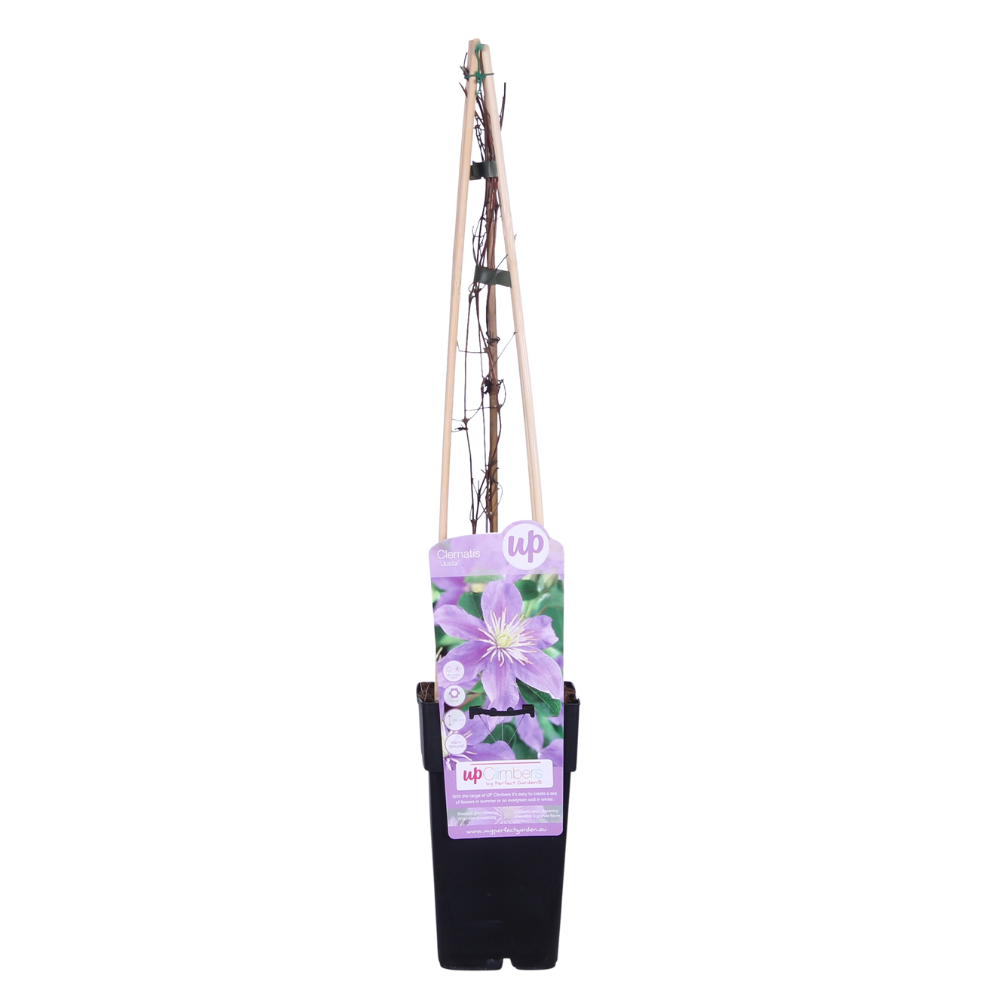 Clematis 'Justa' – delicate violet flowers, 15 cm pot, 65 cm height