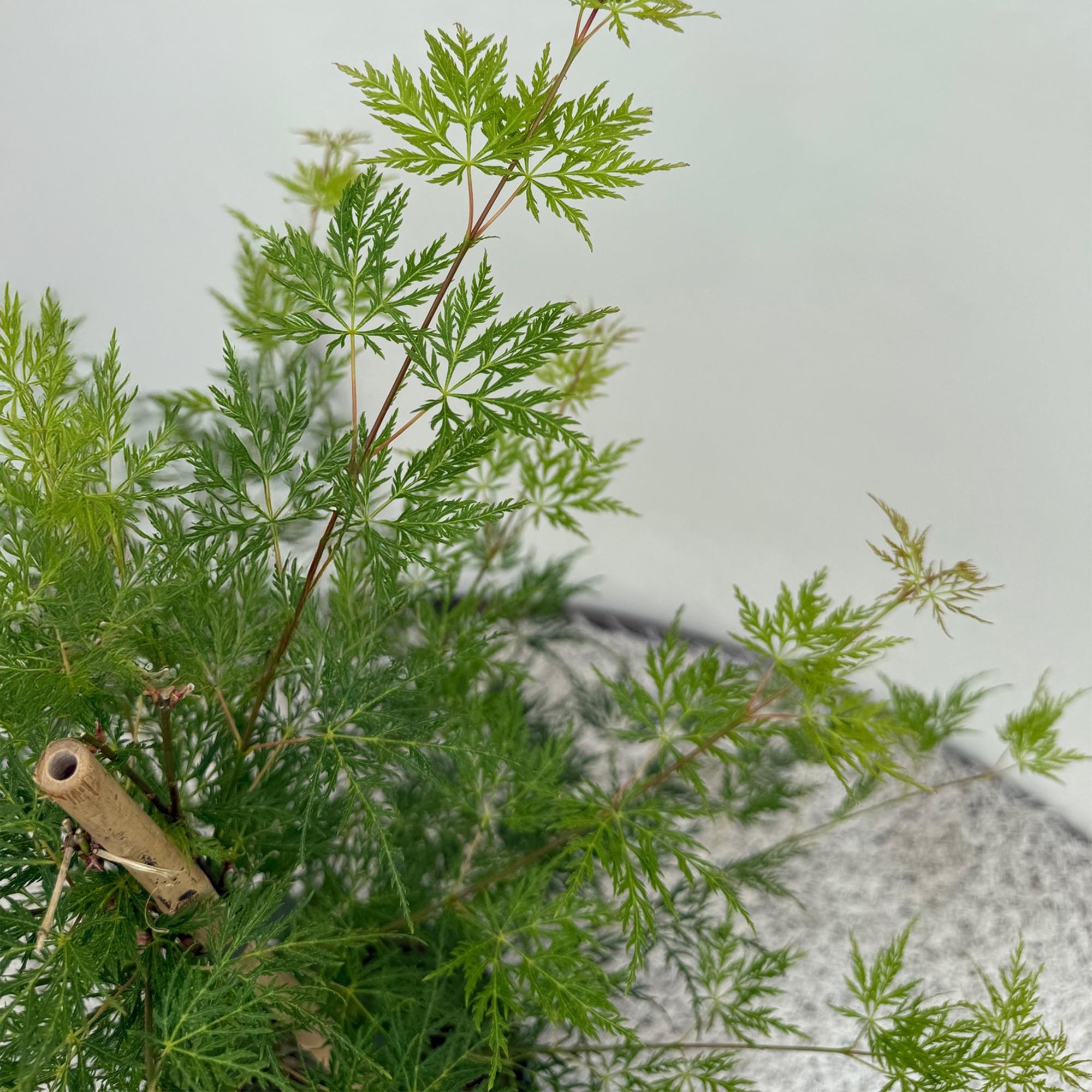 Japansk ahorn 'Emerald Lace' – grøn, løvfældende, 19 cm potte, 70 cm