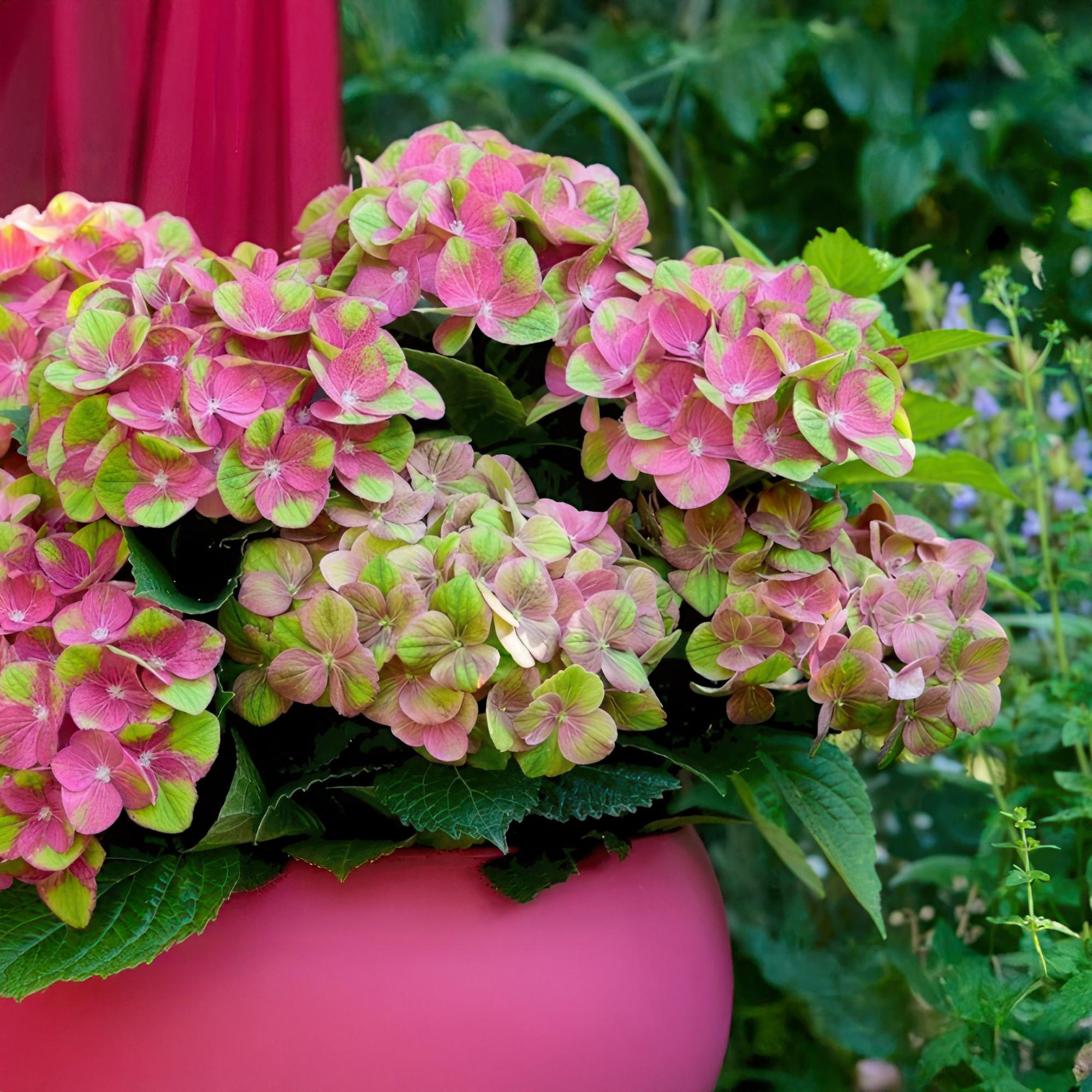Balkonplante Hortensia 'Magical Green Fire' – 6-10 blomster, lyserødgrøn, 23 cm potte, 55 cm høj