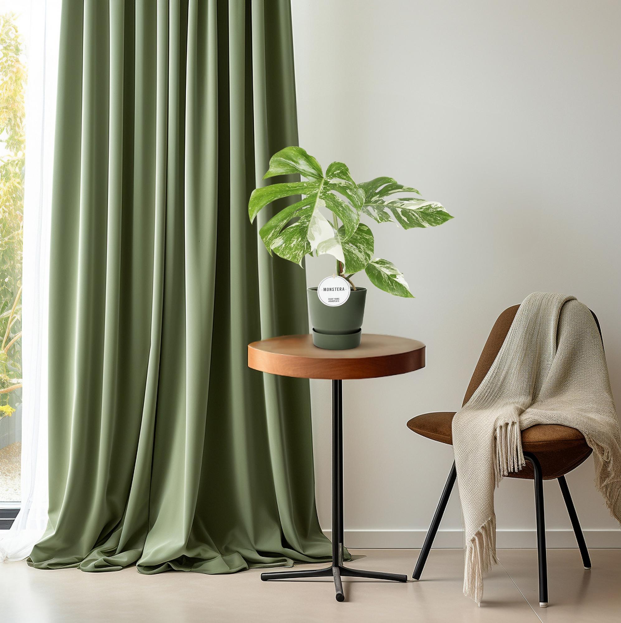 Monstera Deliciosa Variegata – Broget schweizerostplante - 15 cm potte, 45 cm høj