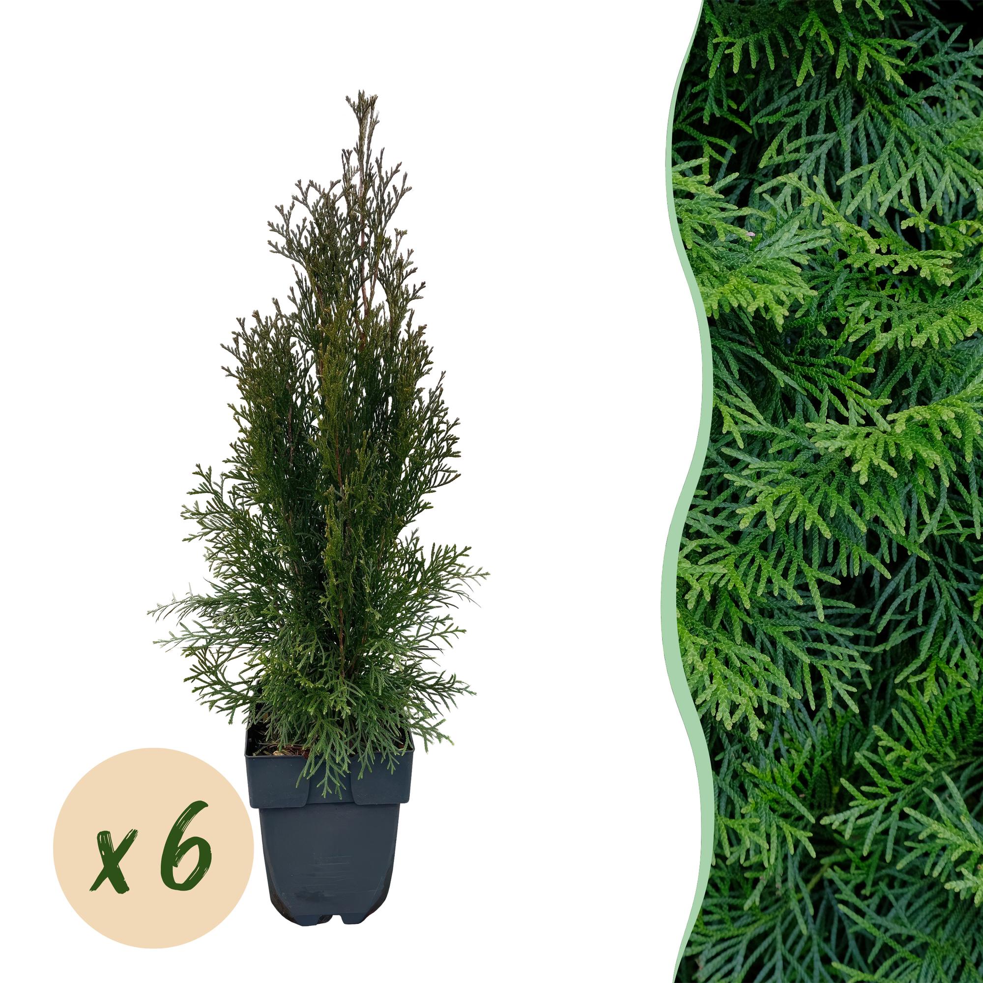 GreenboutiQ - Hækplanter - Thuja occidentalis Smaragd - Grønne blade - 6 planter - 1 løbende meter - Stedsegrøn - 17 cm potte, 60 cm højde