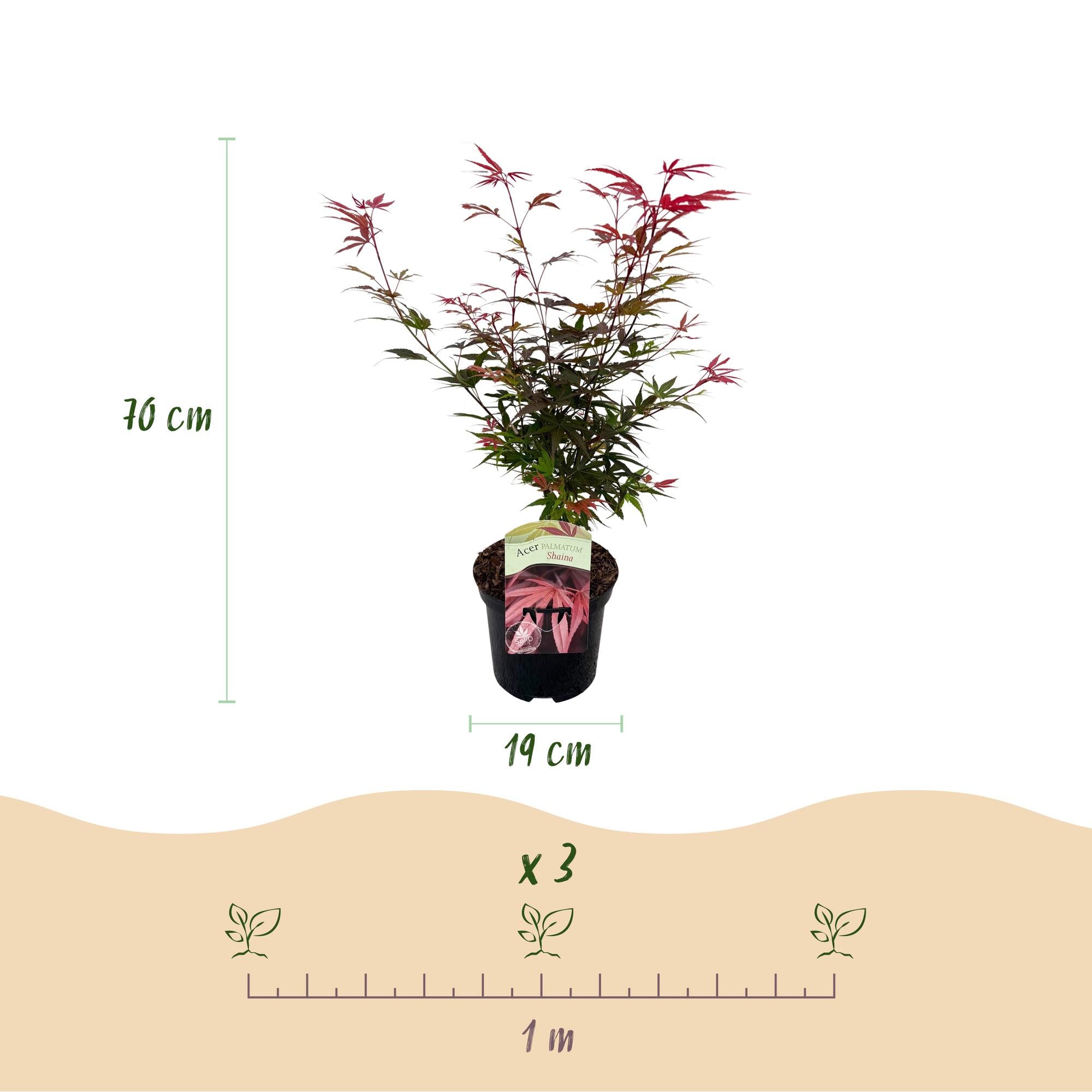 Acer Palmatum 'Shaina' – japansk ahorn, løvfældende – 19 cm potte, 70 cm høj