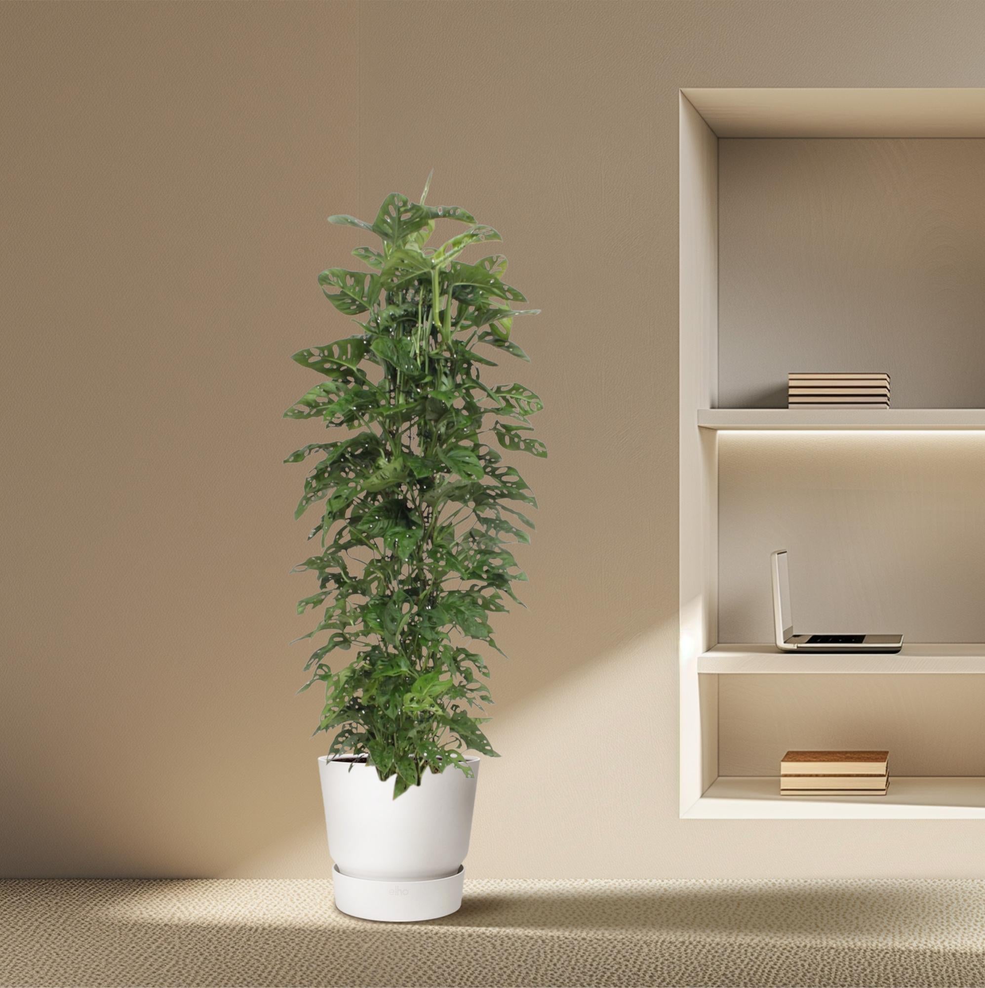 Monstera Abeblad – Vindueblad - 30-180 cm