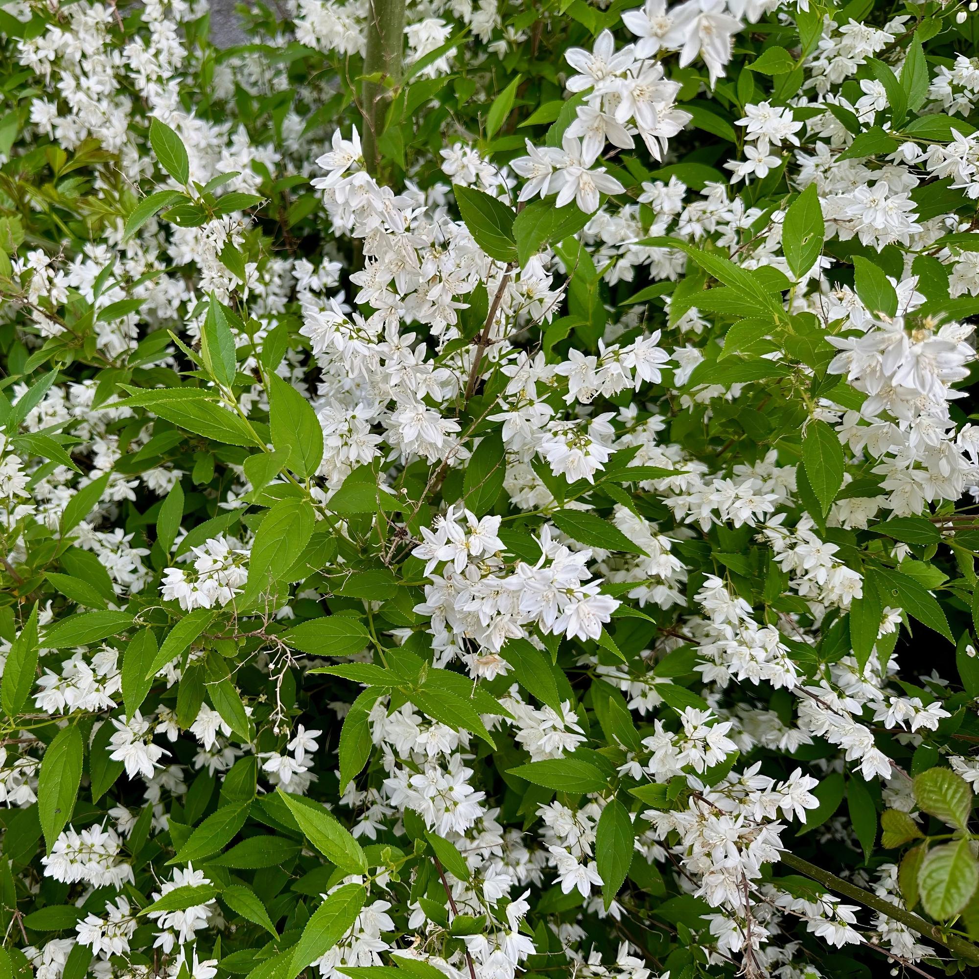 Maiblumenstrauch (Deutzia gracilis) – weißblühend, laubabwerfend, 17 cm Topf, 45 cm Höhe