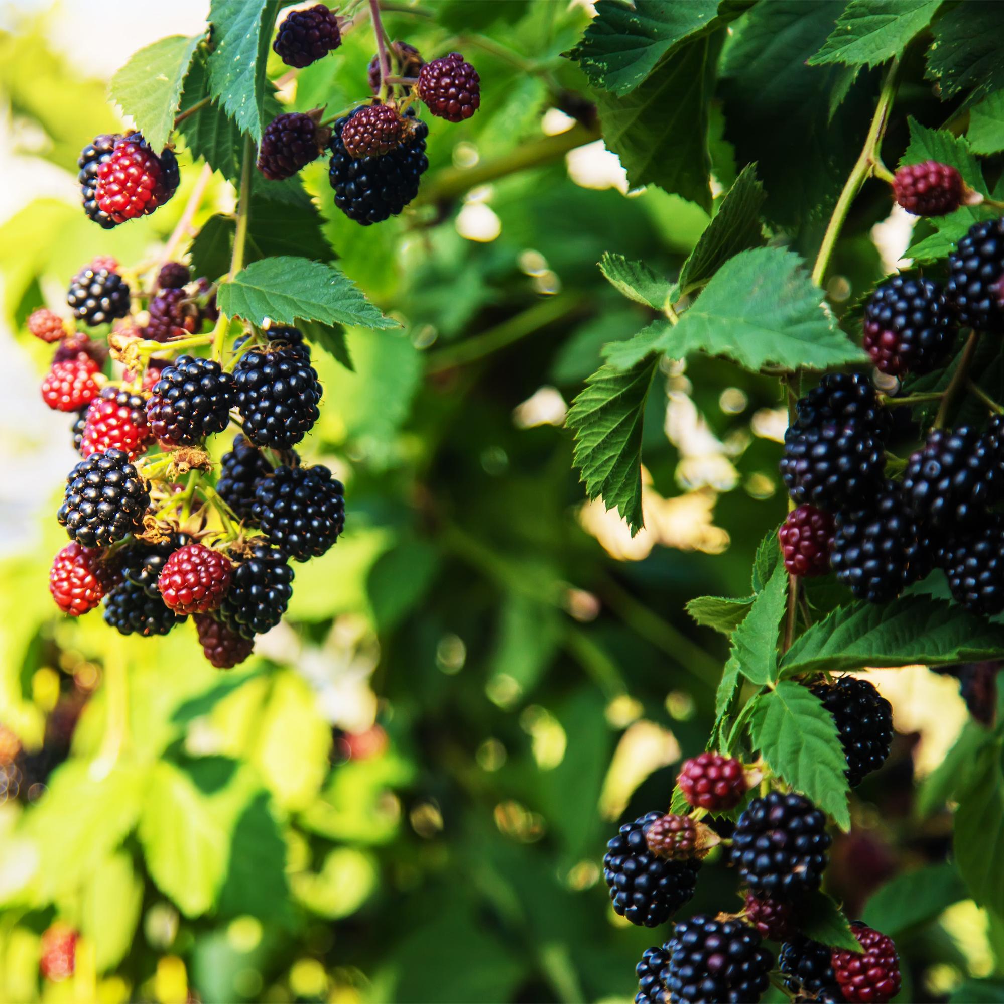 Torneløse brombær “Triple Crown” – 2 planter, 11 cm potte, ca. 40 cm