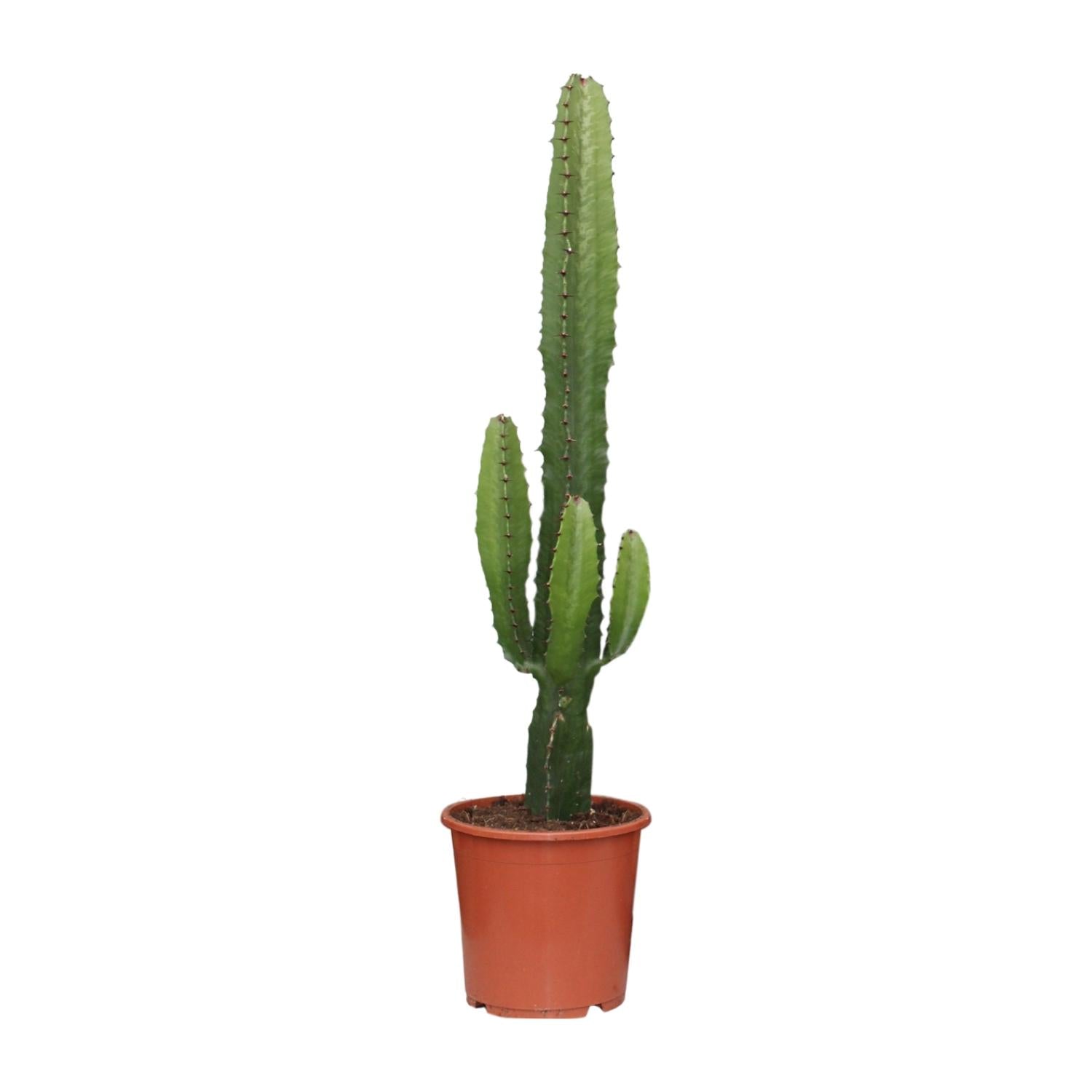 Euphorbia acrurensis – Desert Candle - 50-60 cm