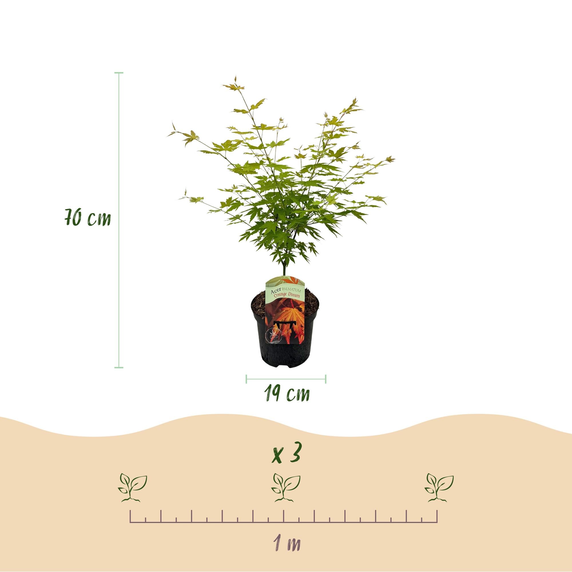 Japansk ahorn – sorten 'Orange Dream', løvfældende, 19 cm potte, 70 cm høj
