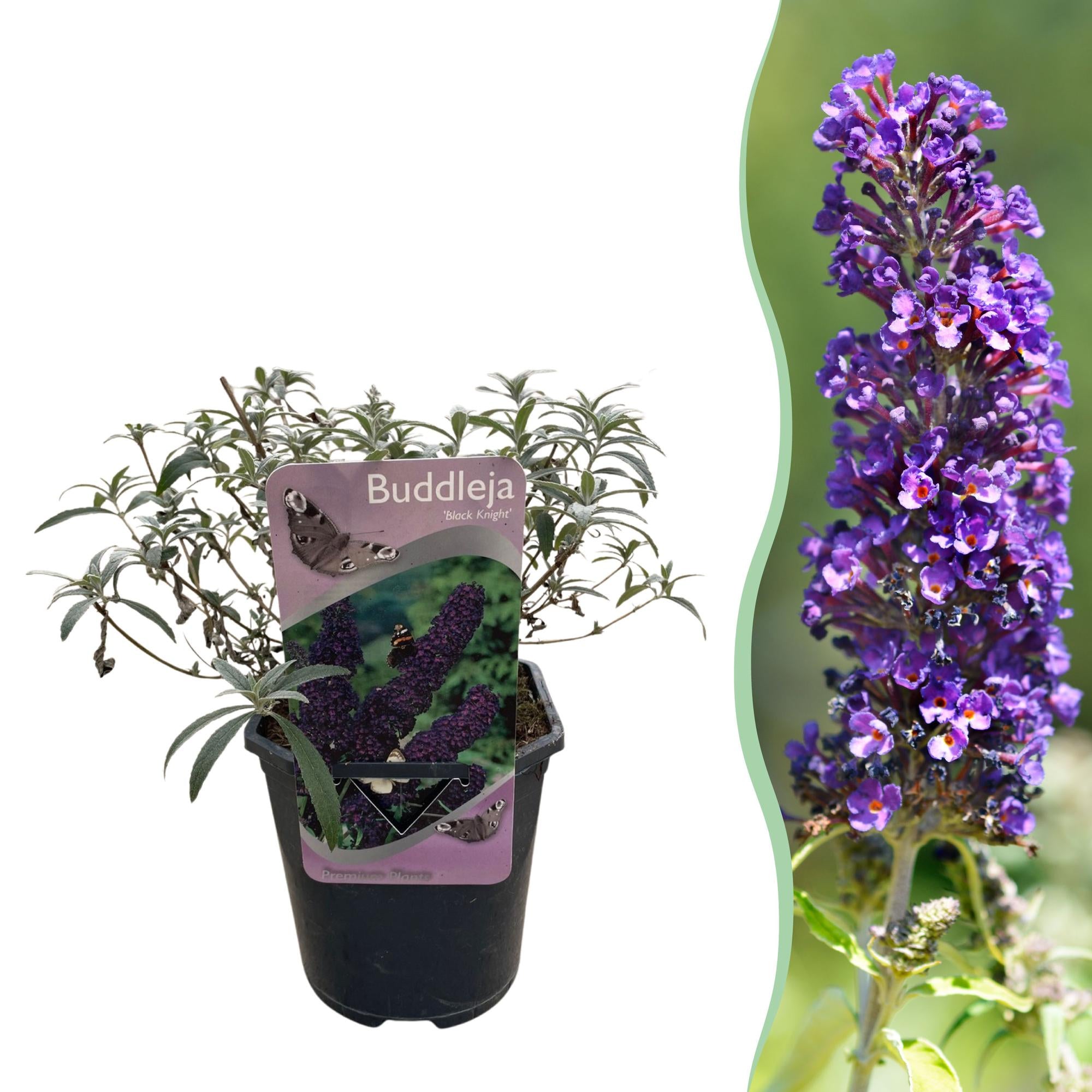 Buddleja Davidii ‘Purple Emperor’ – Schmetterlingsstrauch, laubabwerfend & schmetterlingsanziehend – 1x Pflanze - 17 cm Topf, 25 cm hoch