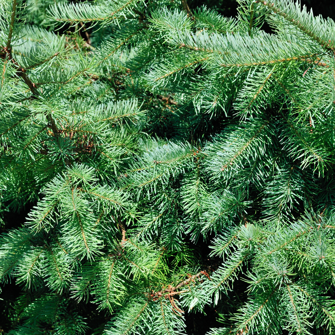 Lille juletræ – 70 cm – Picea Glauca Conica