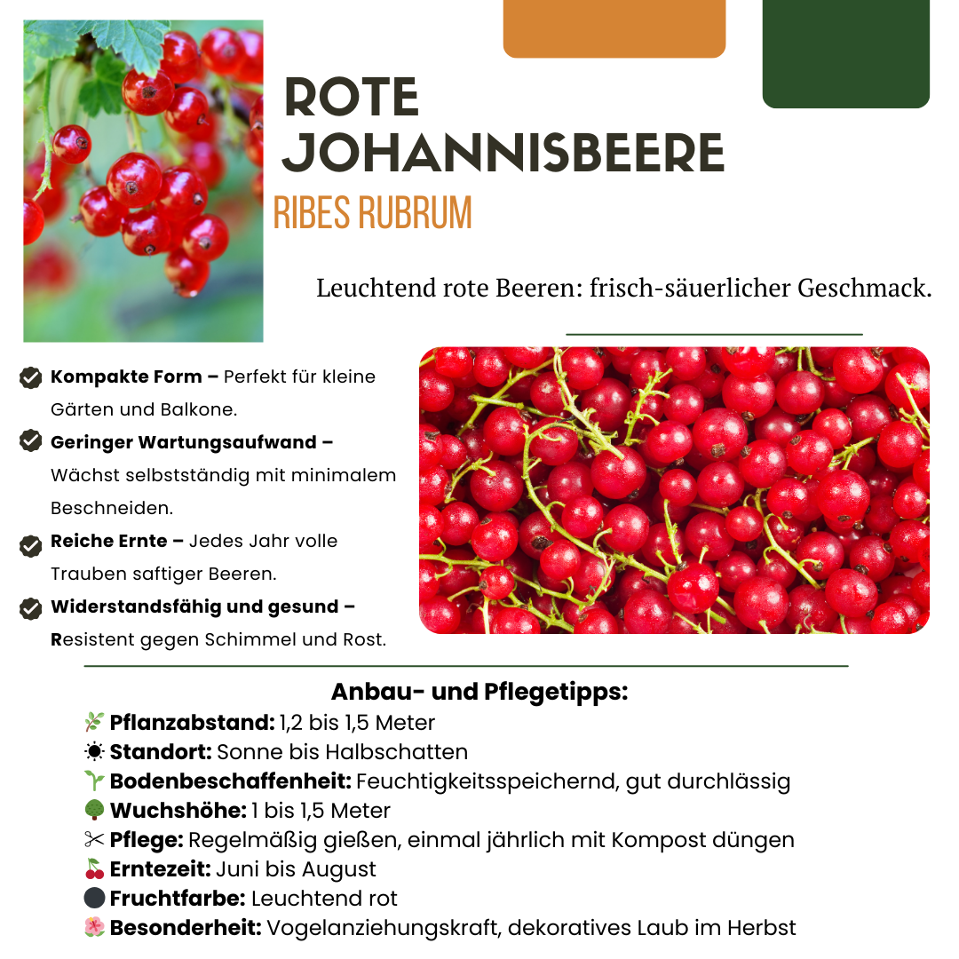 "Fruit Paradise" Økologisk frugtplanteblanding – Sæt med 4 forskellige sorter