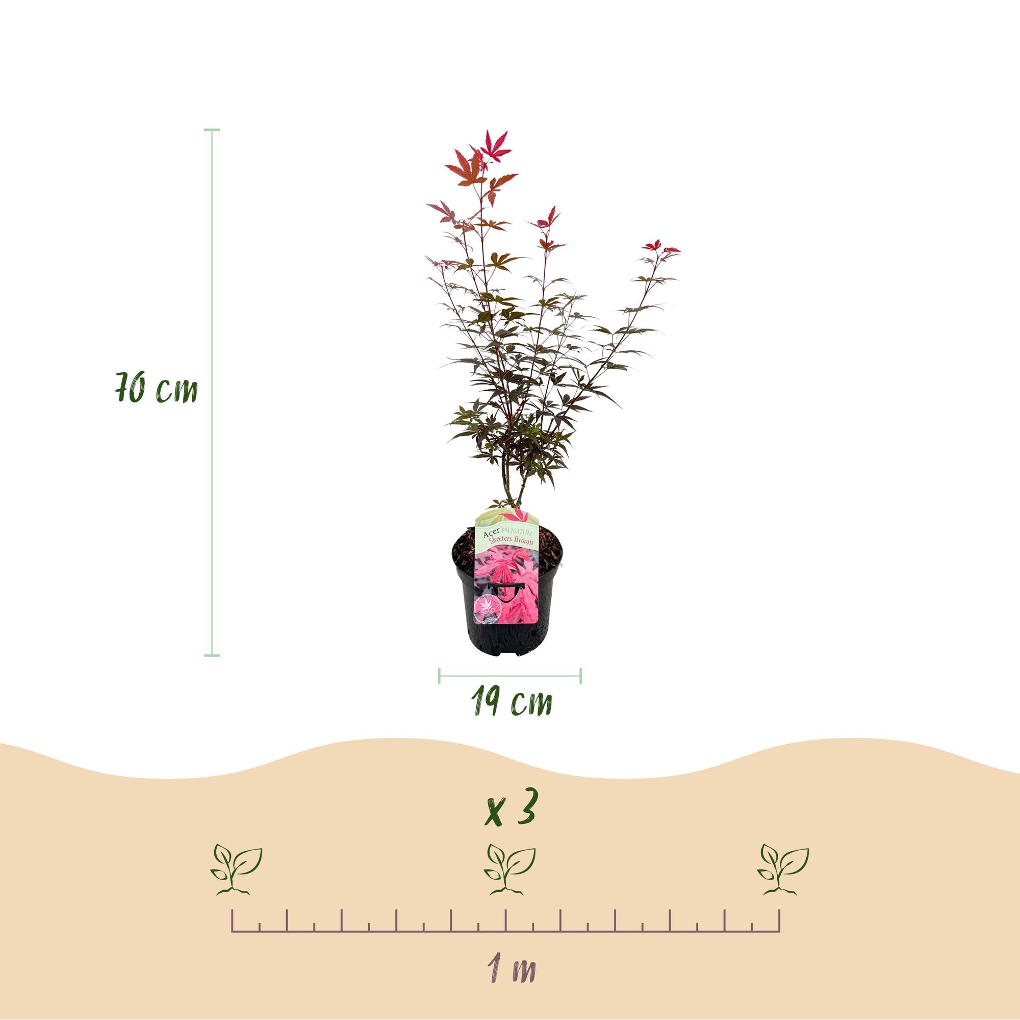 Japansk ahorn 'Skeeter's Broom' – løvfældende, 19 cm potte, 70 cm høj