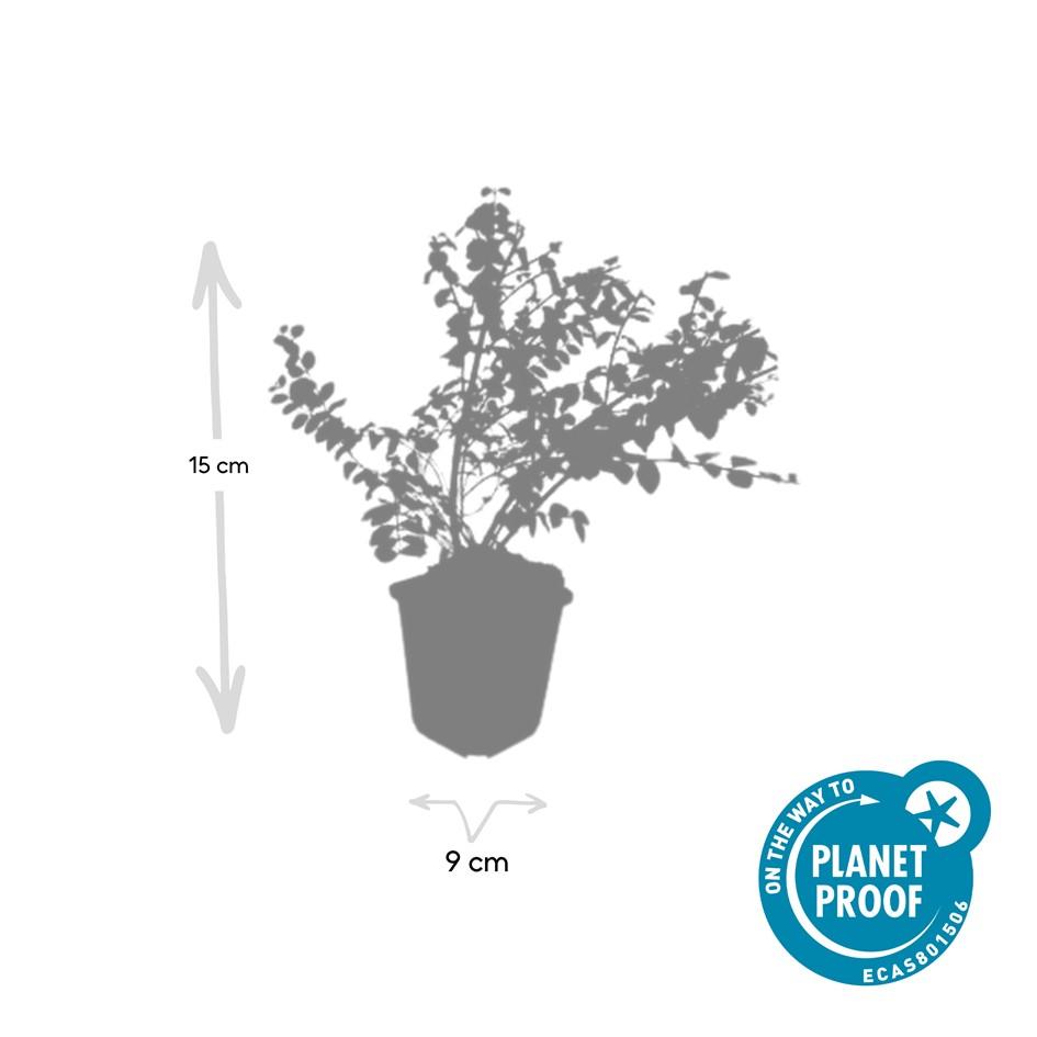 20x Symphoricarpos kap. 'Hancock' - ↕10-25cm - Ø9cm