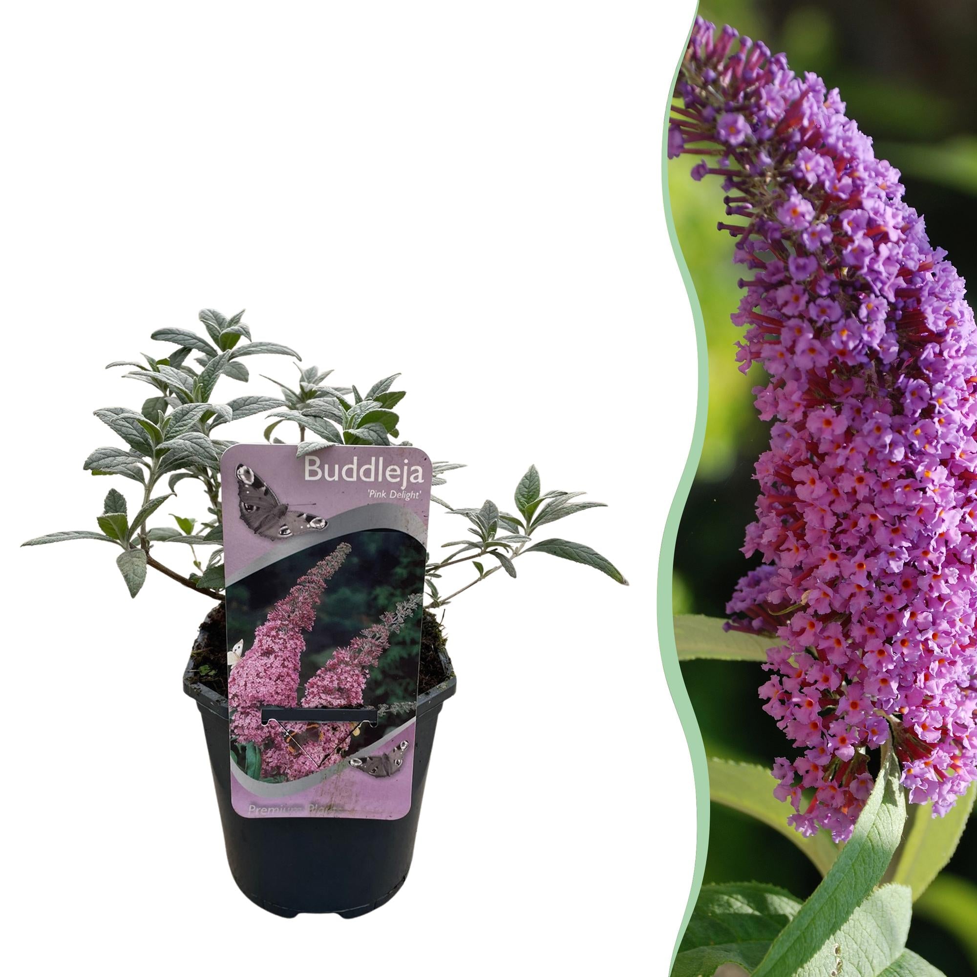 Buddleja davidii 'Pink Delight' – Sommerfuglebusk, løvfældende, 17 cm potte, 25 cm