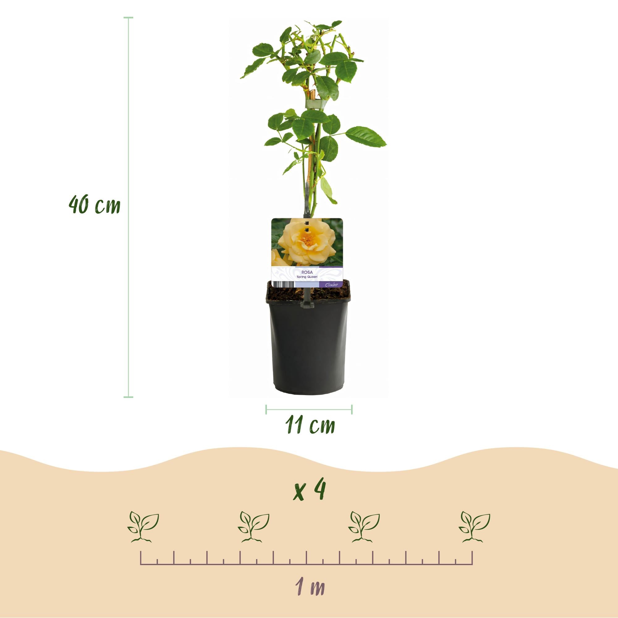 Klatrerose 'Spring Queen' – gule blomster, nem at passe, 2 planter, 11 cm potte, 40 cm høj