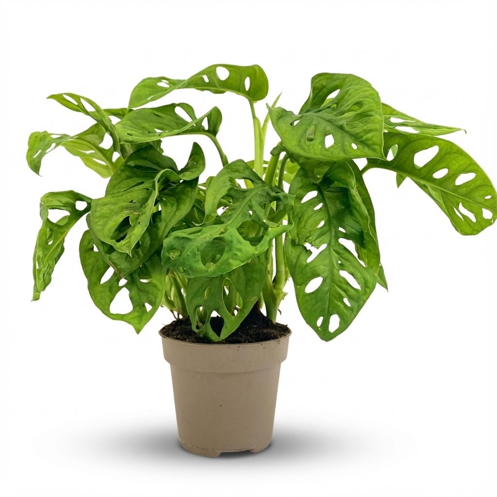 Monstera 'Monkey Mask' – klatre- og slyngplante, 12 cm potte, 25-35 cm højde
