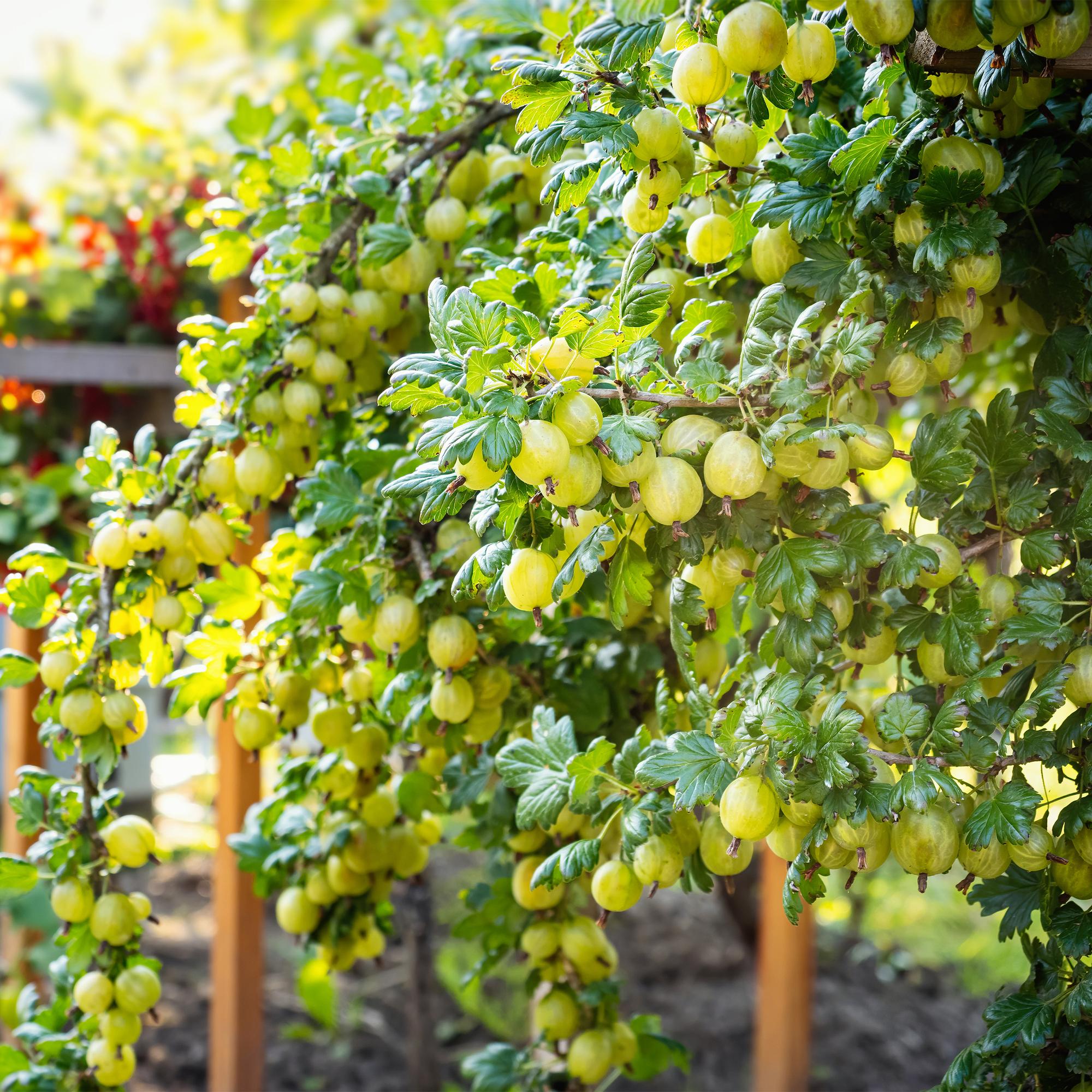 Stikkelsbærplante “Invicta” – 2 planter, 11 cm potte, ca. 40 cm høj