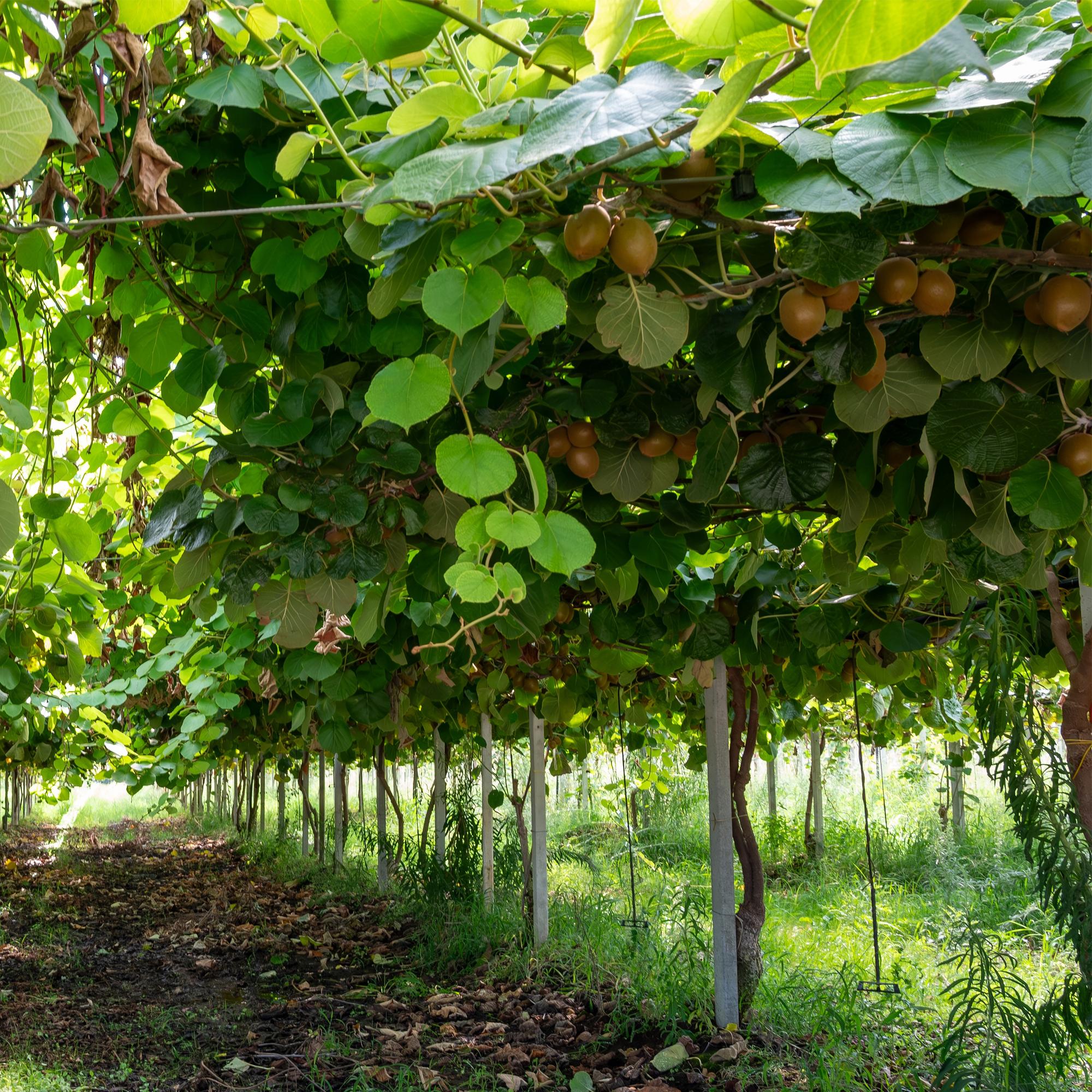 Grøn kiwi “Jenny” – Actinidia deliciosa, 2 planter i en 15 cm potte (højde ca. 50 cm)