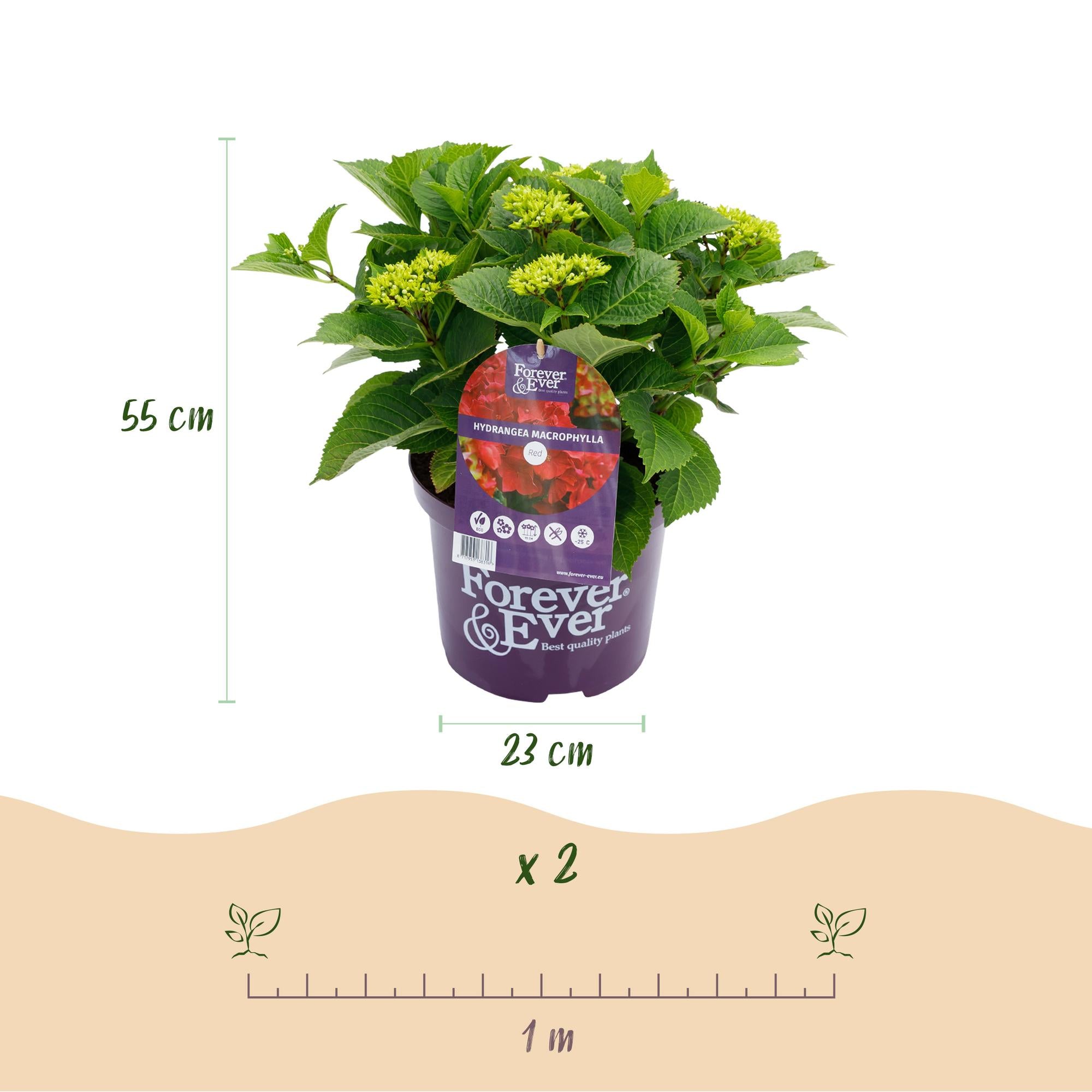 Rød hortensia “Forever & Ever” – Blomstrende sort, 23 cm potte, 55 cm højde