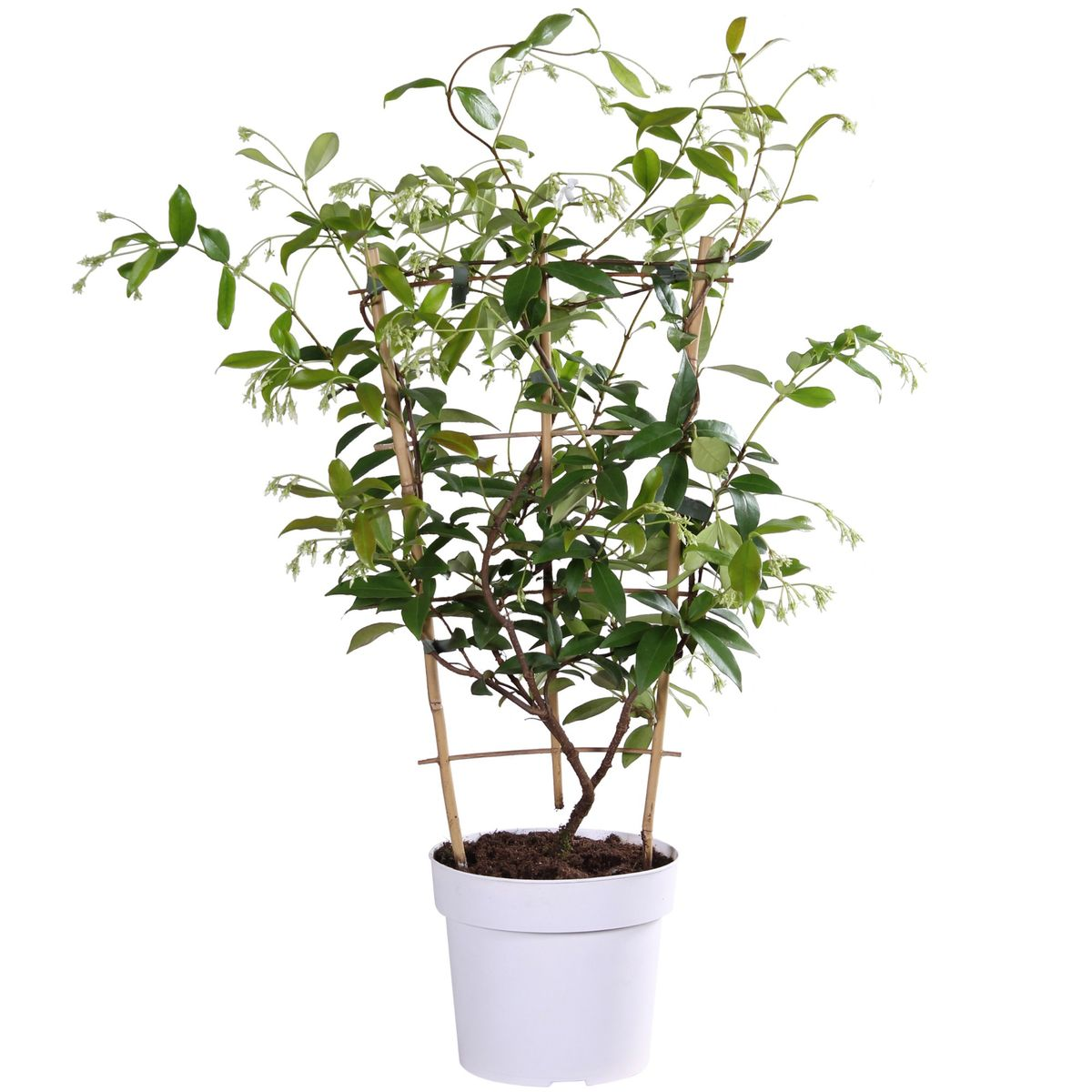 Jasmine 'Star of Toscana' – Trachelospermum, evergreen, 15 cm pot, 65 cm tall
