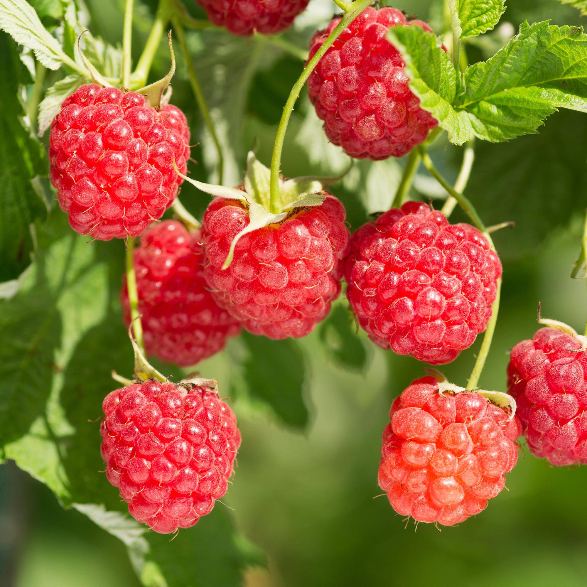 Red Raspberry “Mailing Promise” – 2 strong plants in an 11 cm pot (approx. 40 cm)