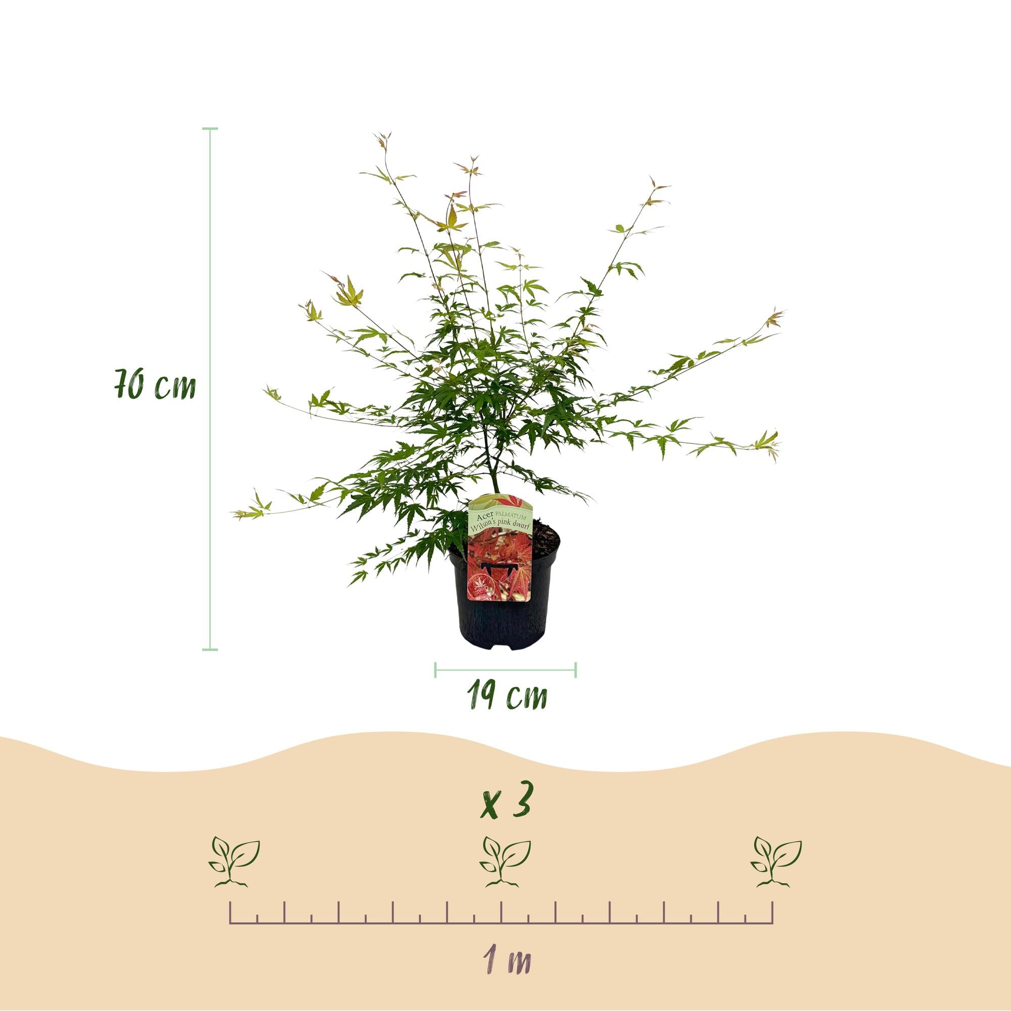Japansk ahorn 'Pink Dwarf' – løvfældende, lyserød farve, 19 cm potte, 70 cm høj
