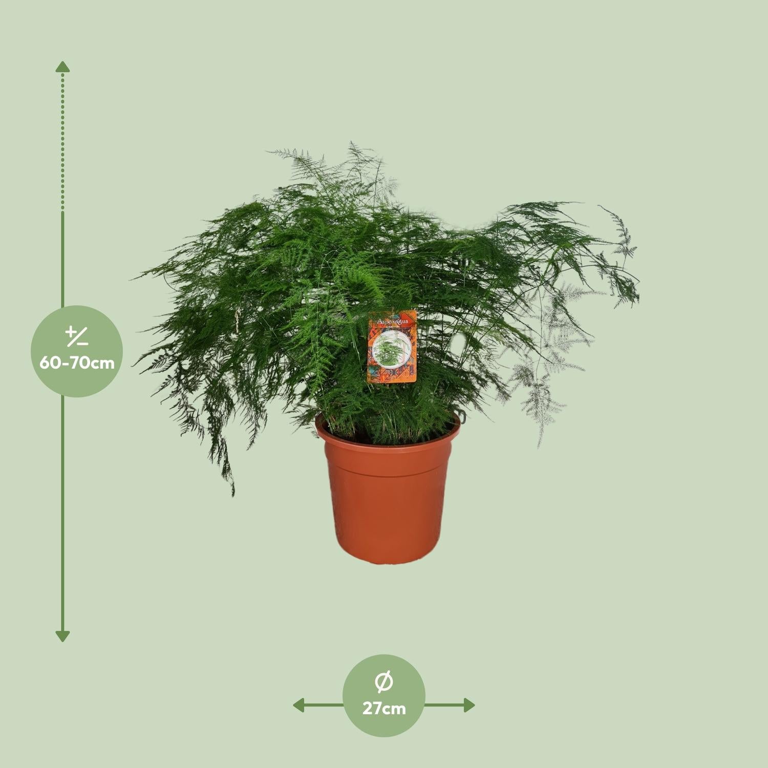 Asparges Setaceus – Spargelfarn - 30-70 cm