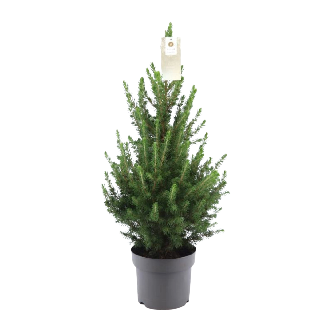 Lille juletræ – 70 cm – Picea Glauca Conica